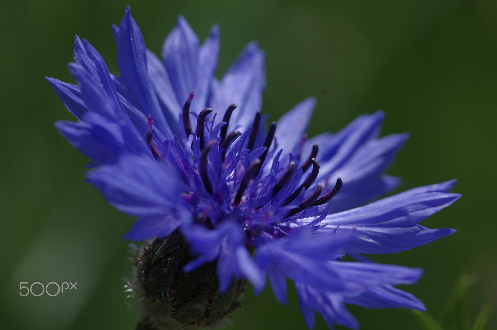 Pentax smc D-FA 100mm F2.8 Macro WR sample photo. Cornflower photography