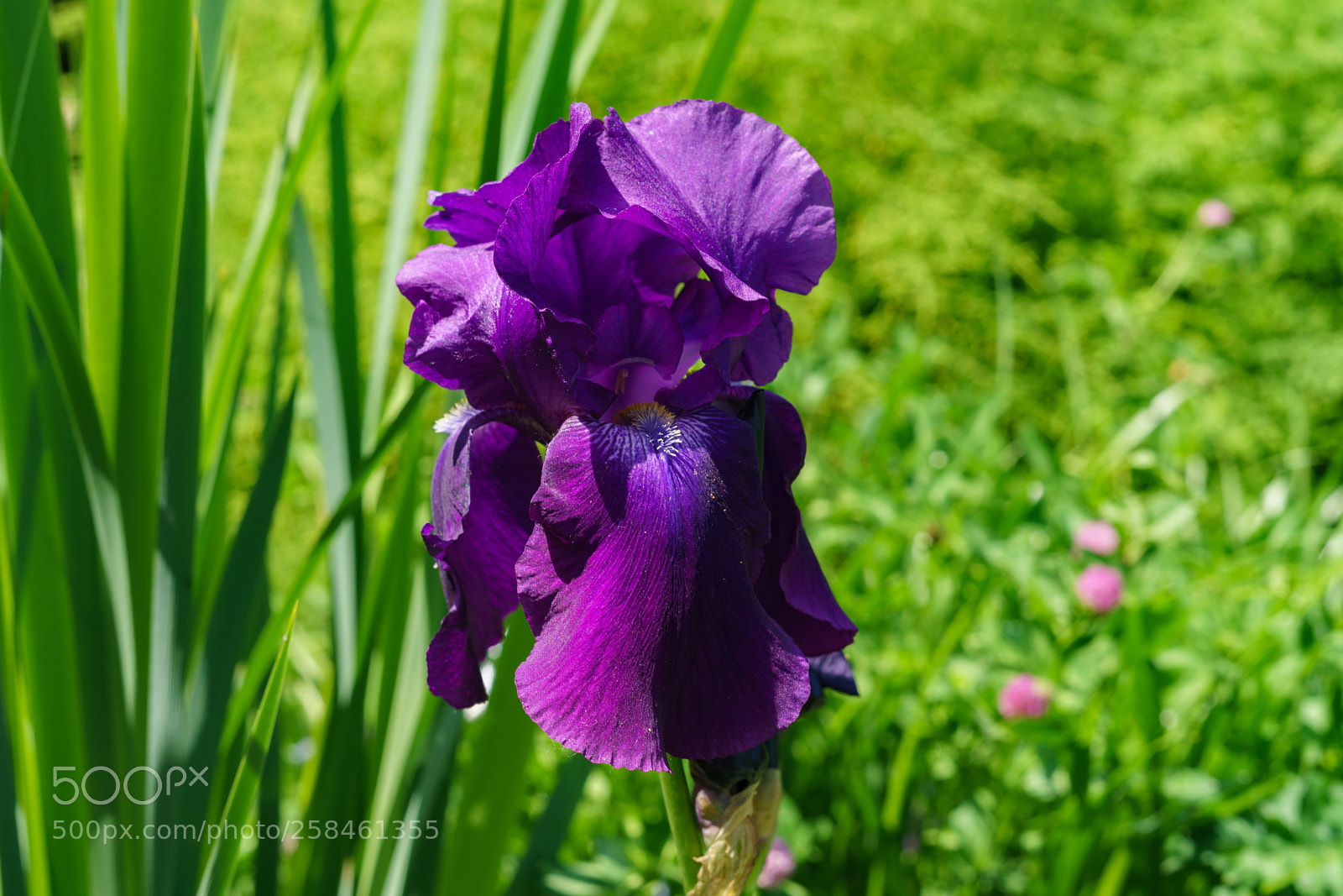 Sony a7 II sample photo. Dsc photography