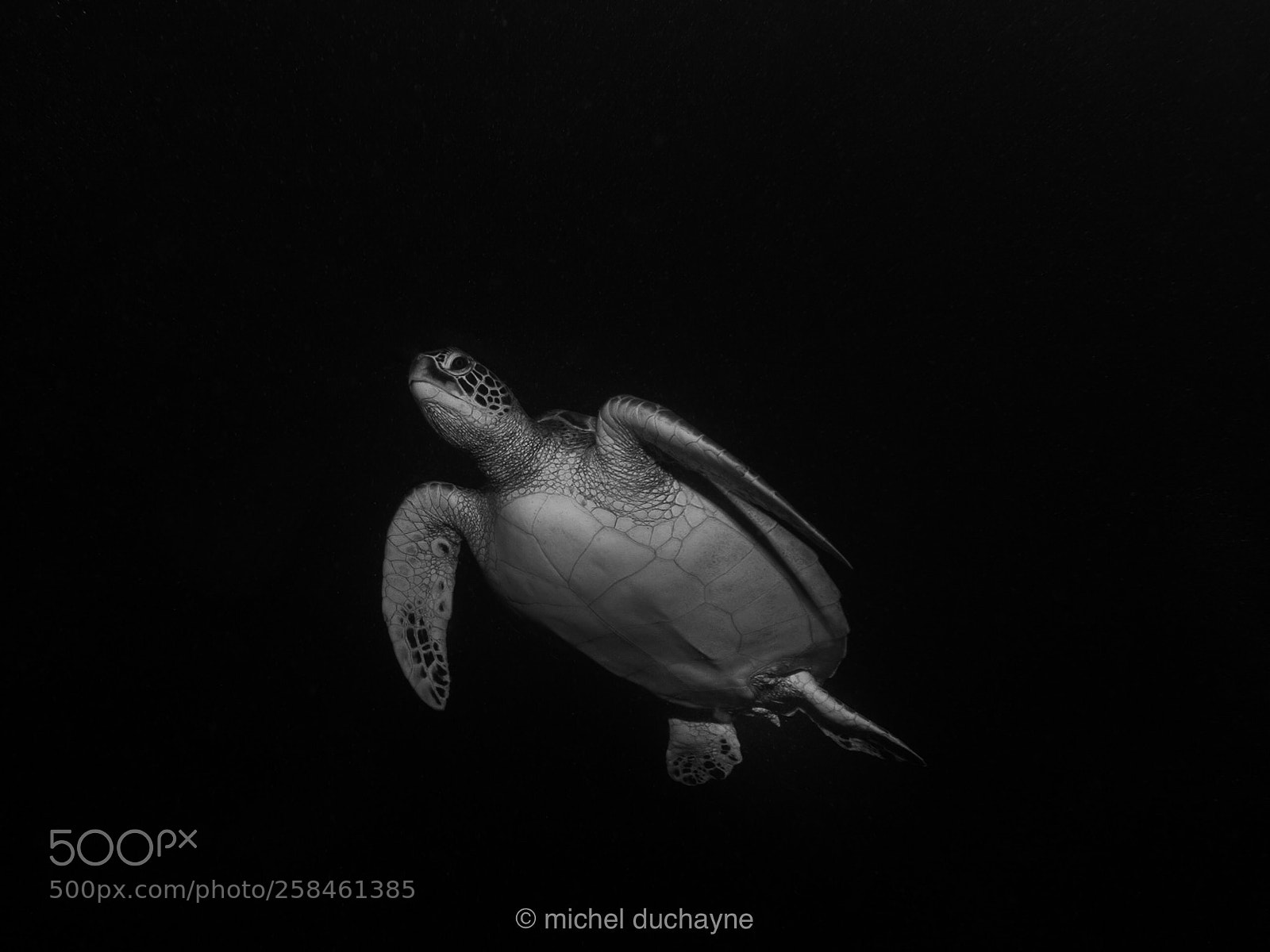 Olympus OM-D E-M10 II sample photo. Turtle b&w photography