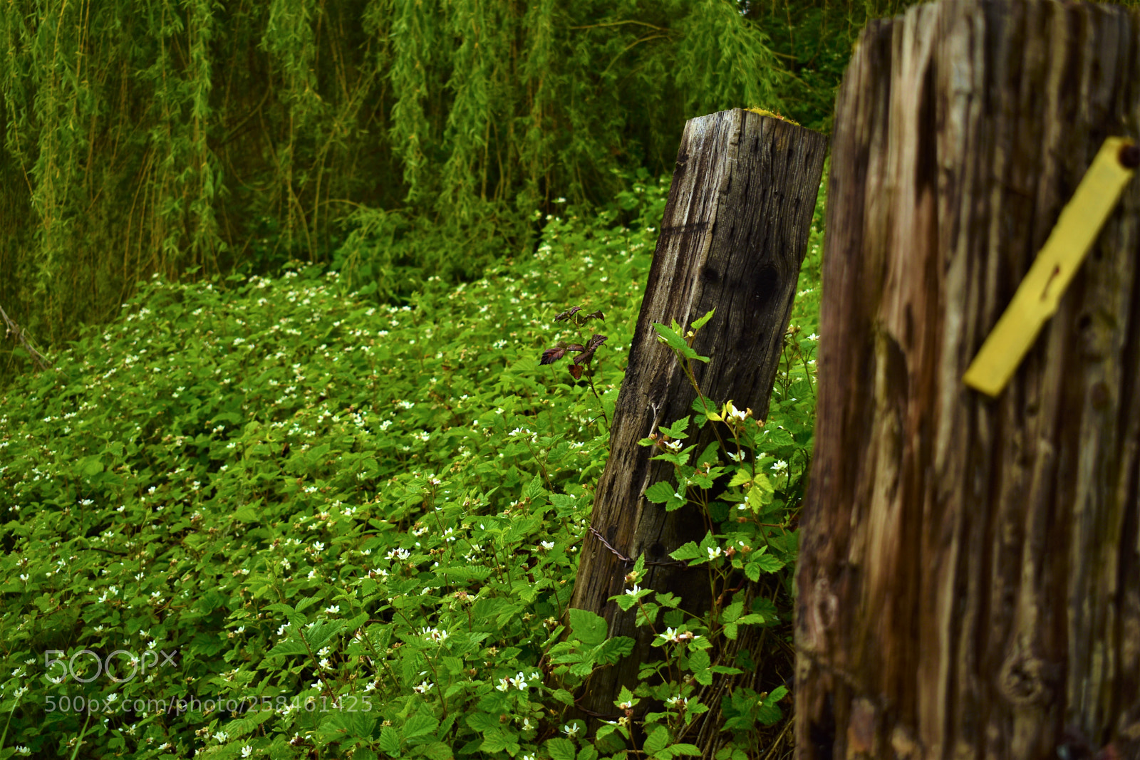 Nikon D5500 sample photo. Nature photography