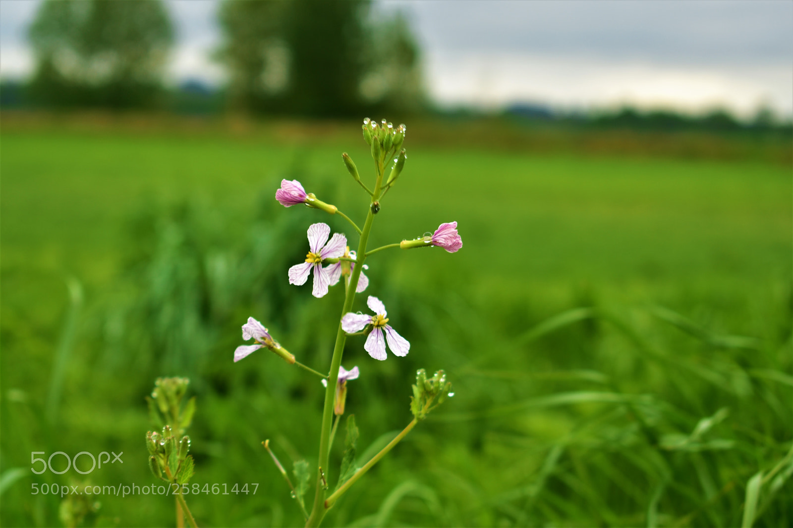 Nikon D5500 sample photo. Nature photography