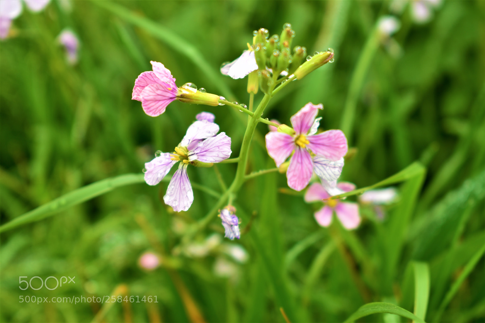 Nikon D5500 sample photo. Nature photography