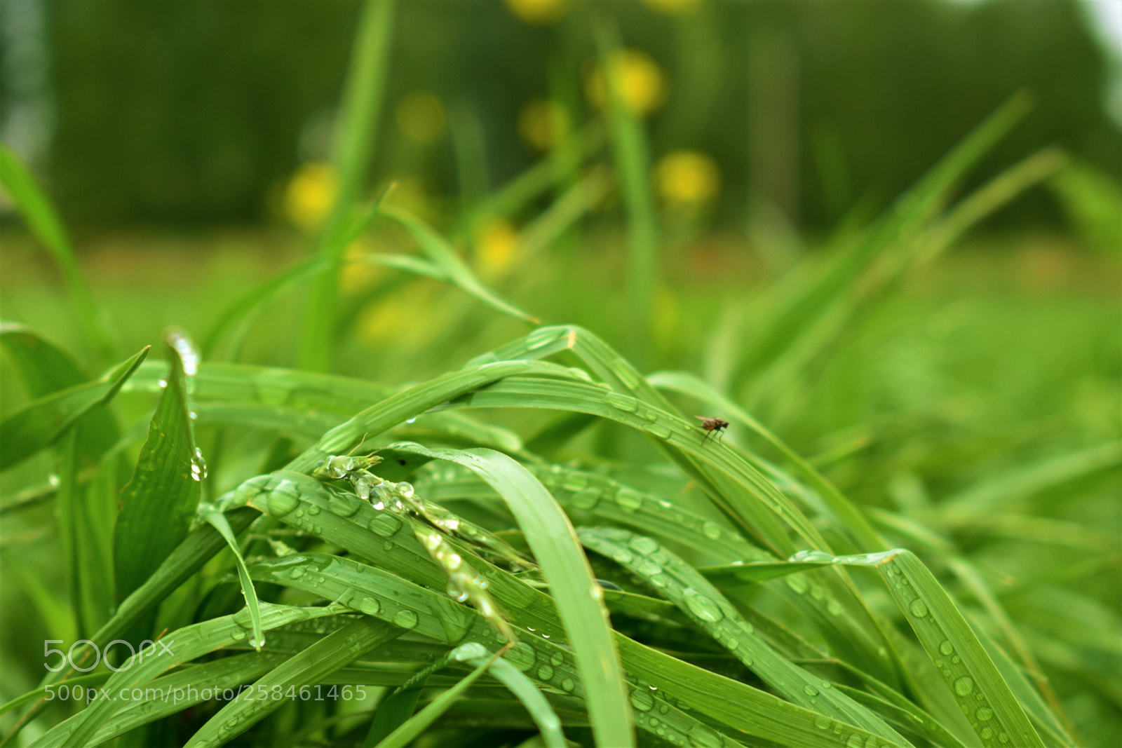 Nikon D5500 sample photo. Nature photography