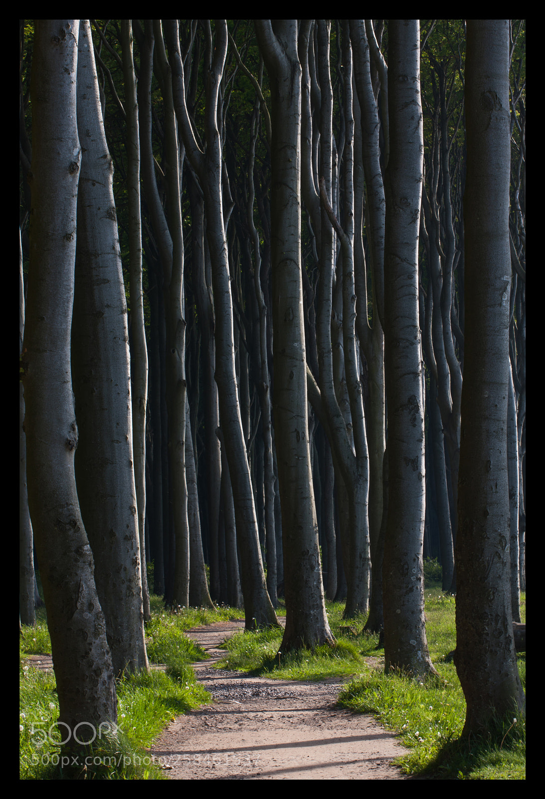 Canon EOS 40D sample photo. # the path # photography