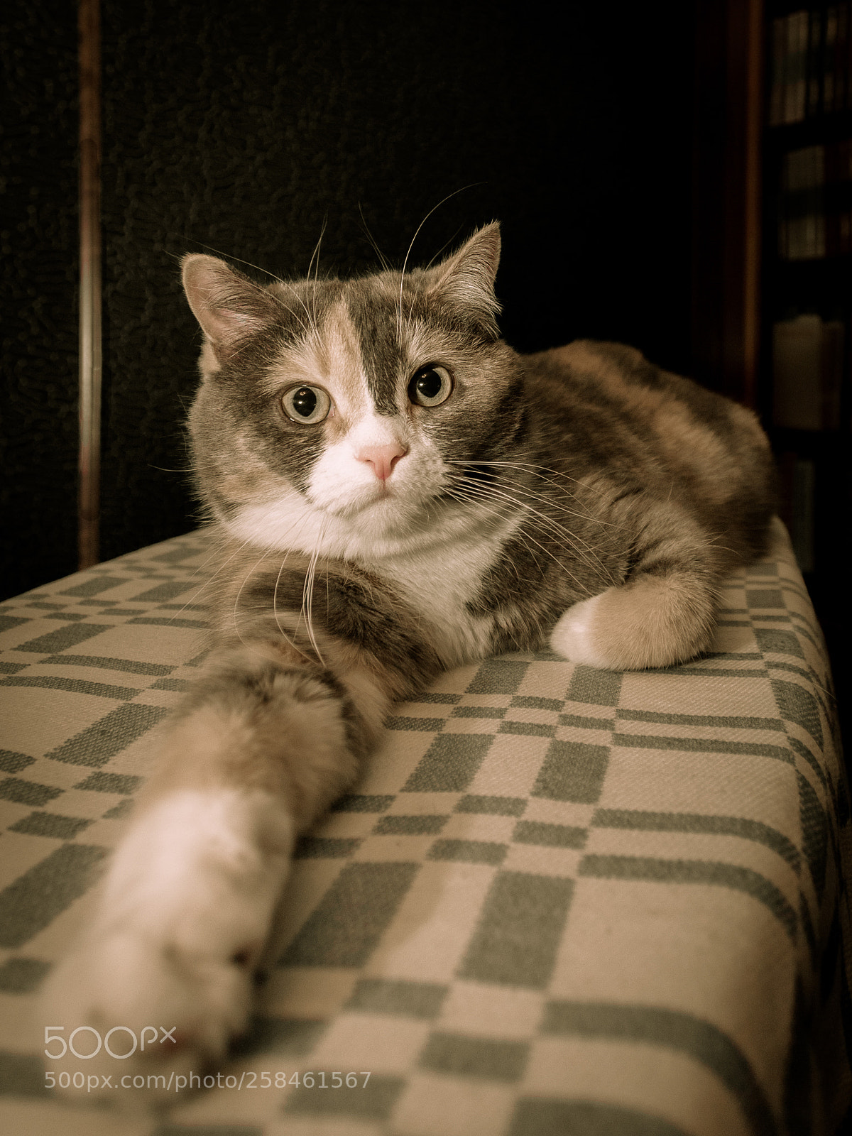 Canon EOS 5D Mark II sample photo. A long paw of photography