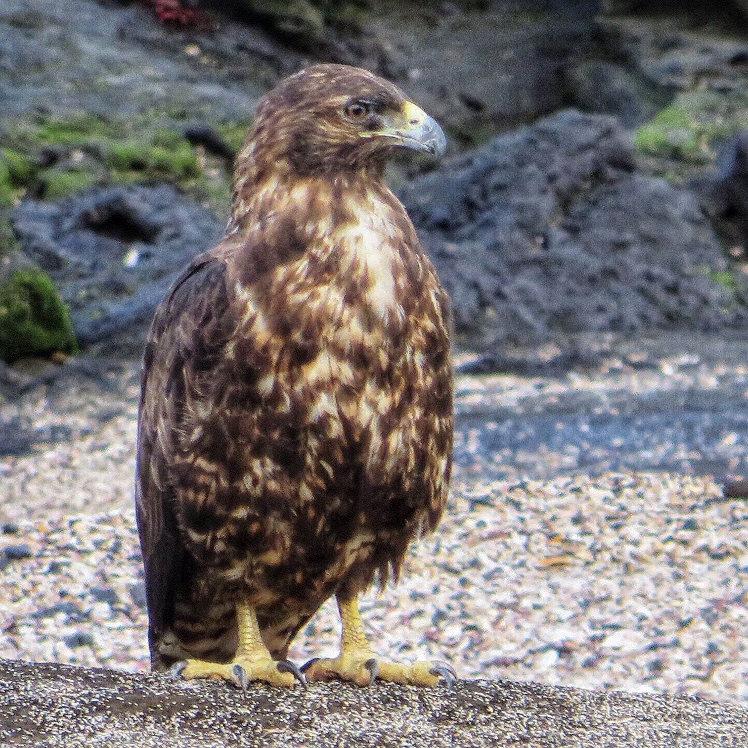Canon PowerShot SX280 HS sample photo. Galapagos hawk photography