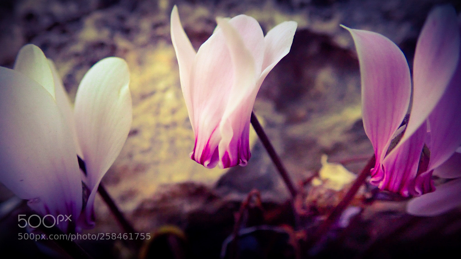Olympus TG-5 sample photo. Flower photography