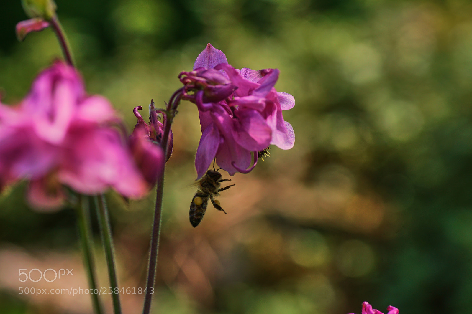 Sony ILCA-77M2 sample photo. I can t come photography