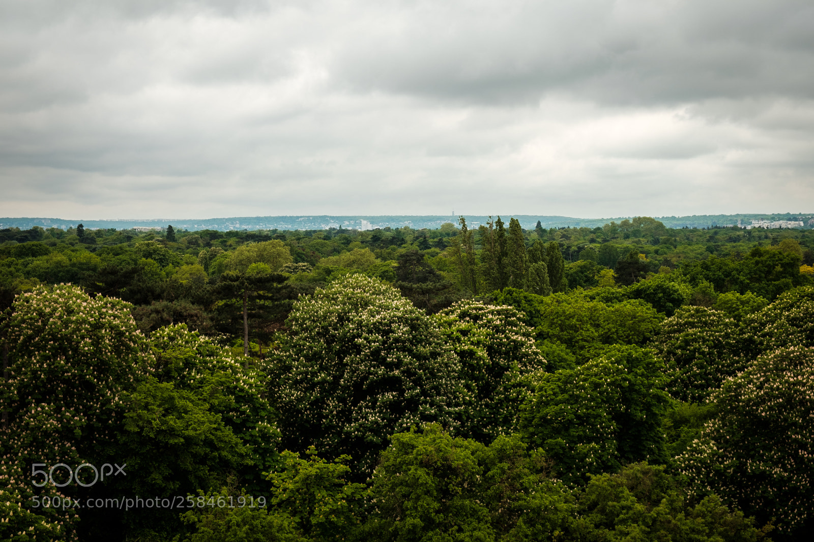 Fujifilm X-T2 sample photo. Bois de boulogne photography
