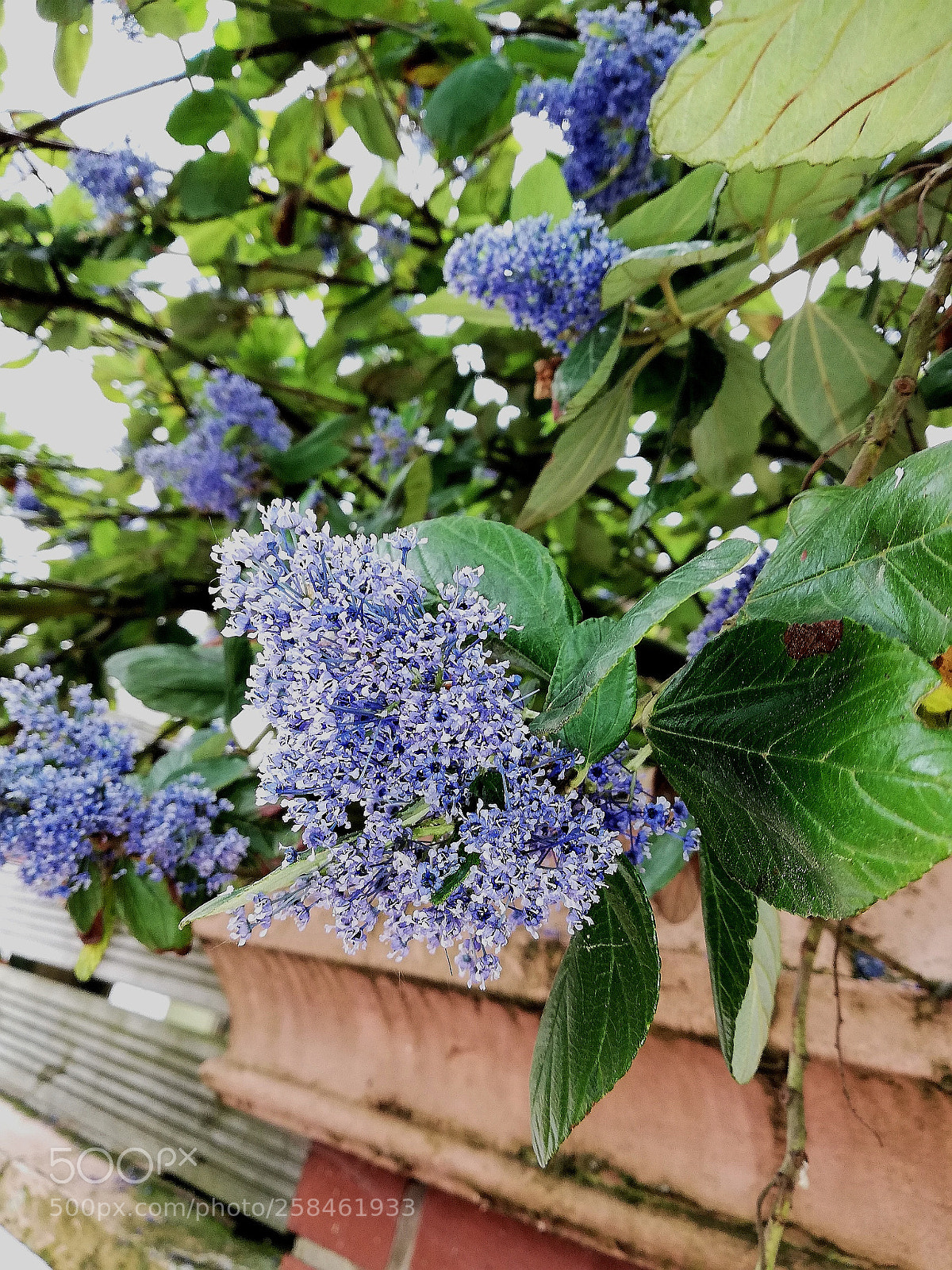 HUAWEI P20 lite sample photo. My new phone background photography