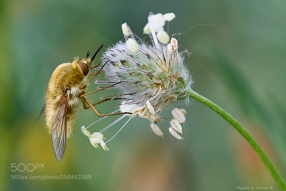 Sony ILCA-77M2 sample photo. Bombylius major photography