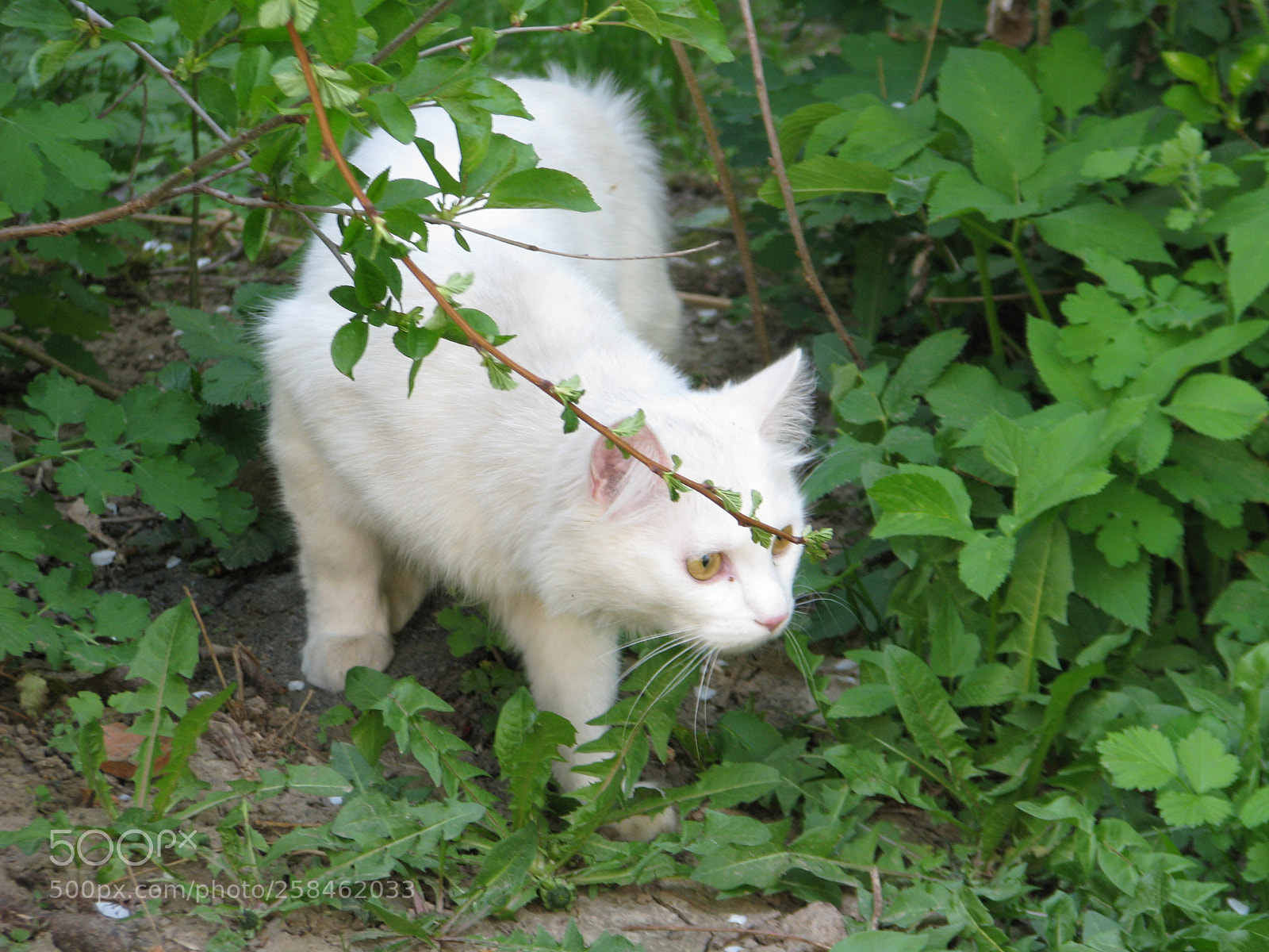 Canon POWERSHOT S5 IS sample photo. Img photography