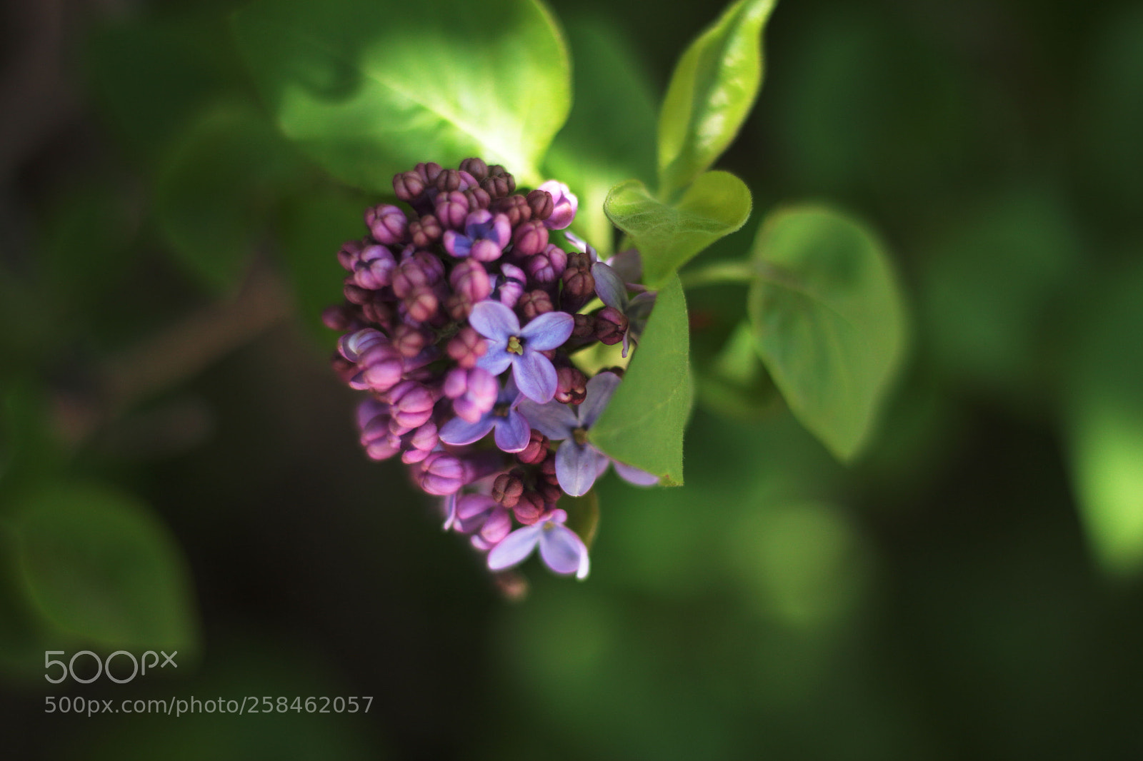 Canon EOS 700D (EOS Rebel T5i / EOS Kiss X7i) sample photo. Untitled photography