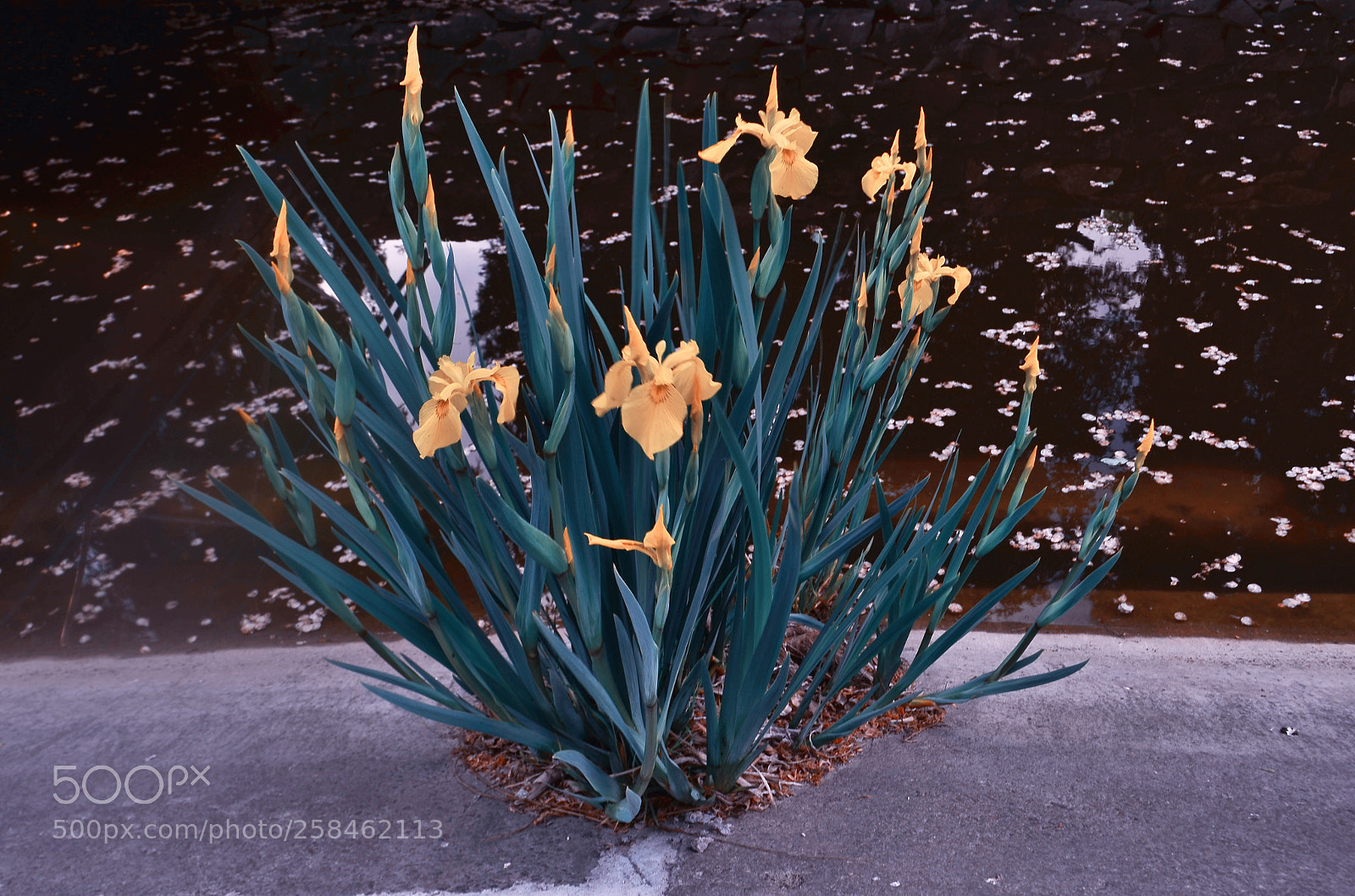 Nikon D5100 sample photo. Bouquet of irises photography