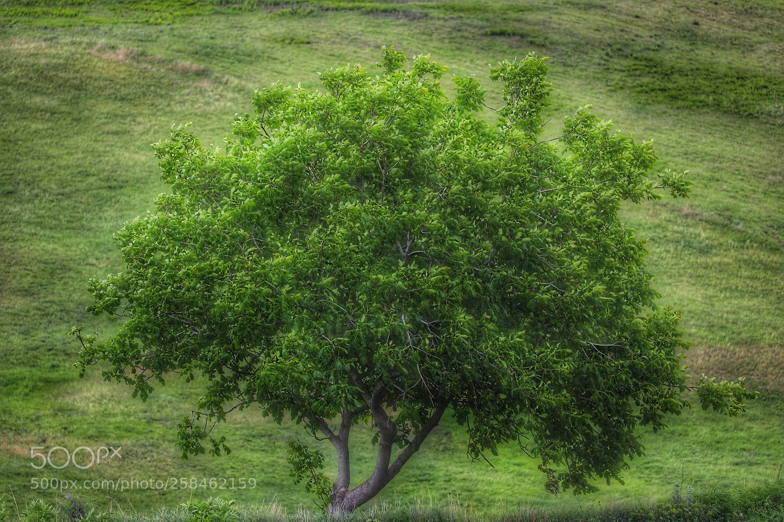 Canon EOS 5D Mark IV sample photo. Untitled photography
