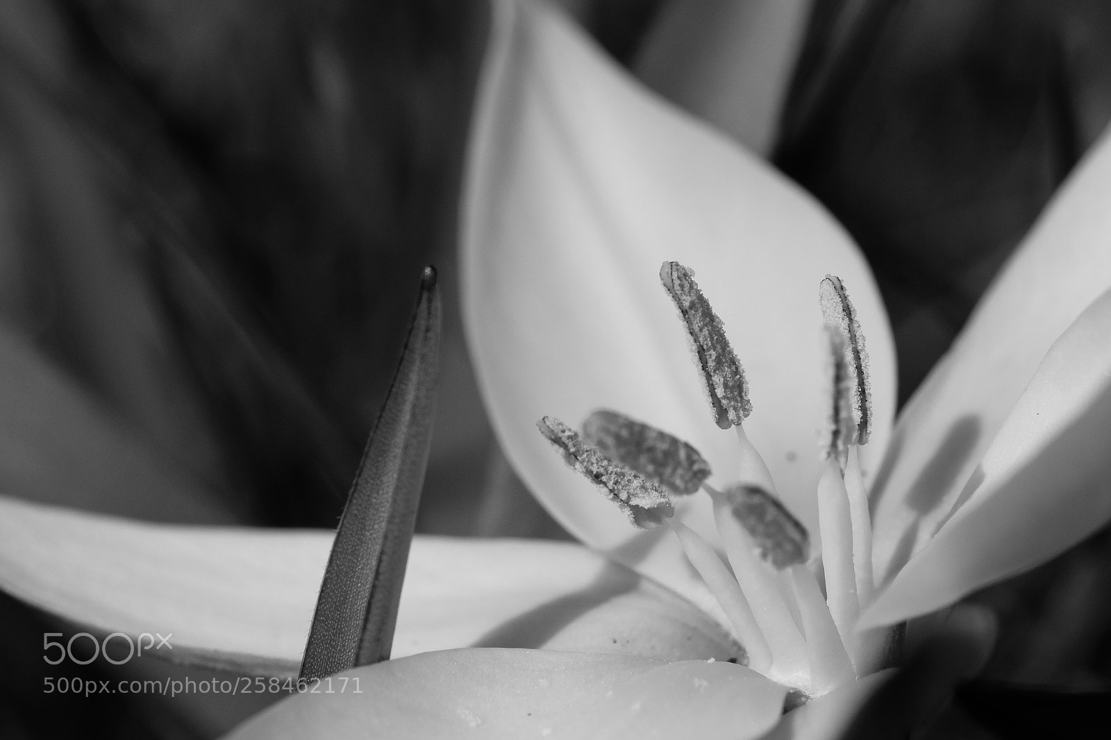 Fujifilm X-T2 sample photo. Nature in b&w photography