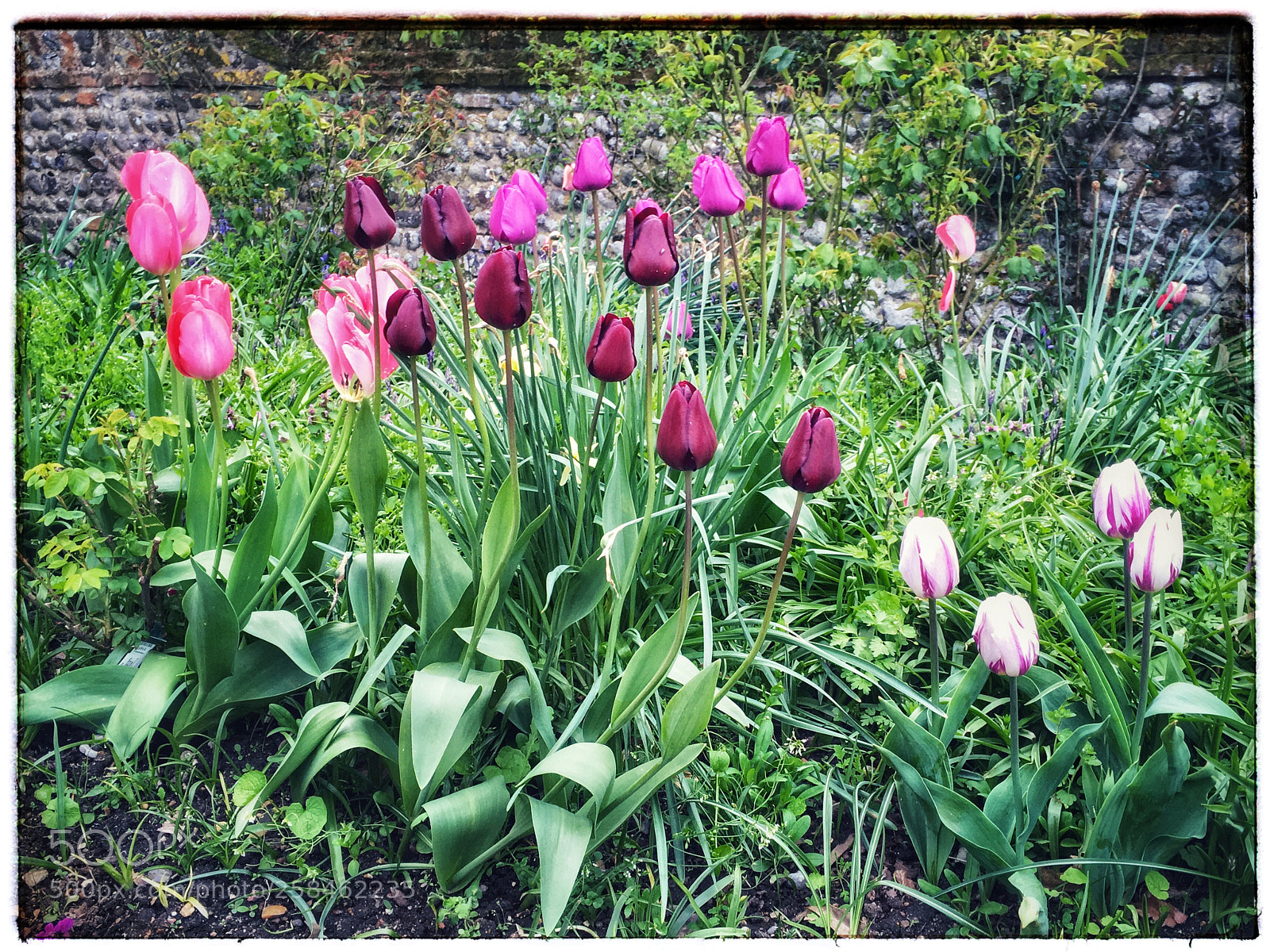 Apple iPhone SE sample photo. Tulips photography