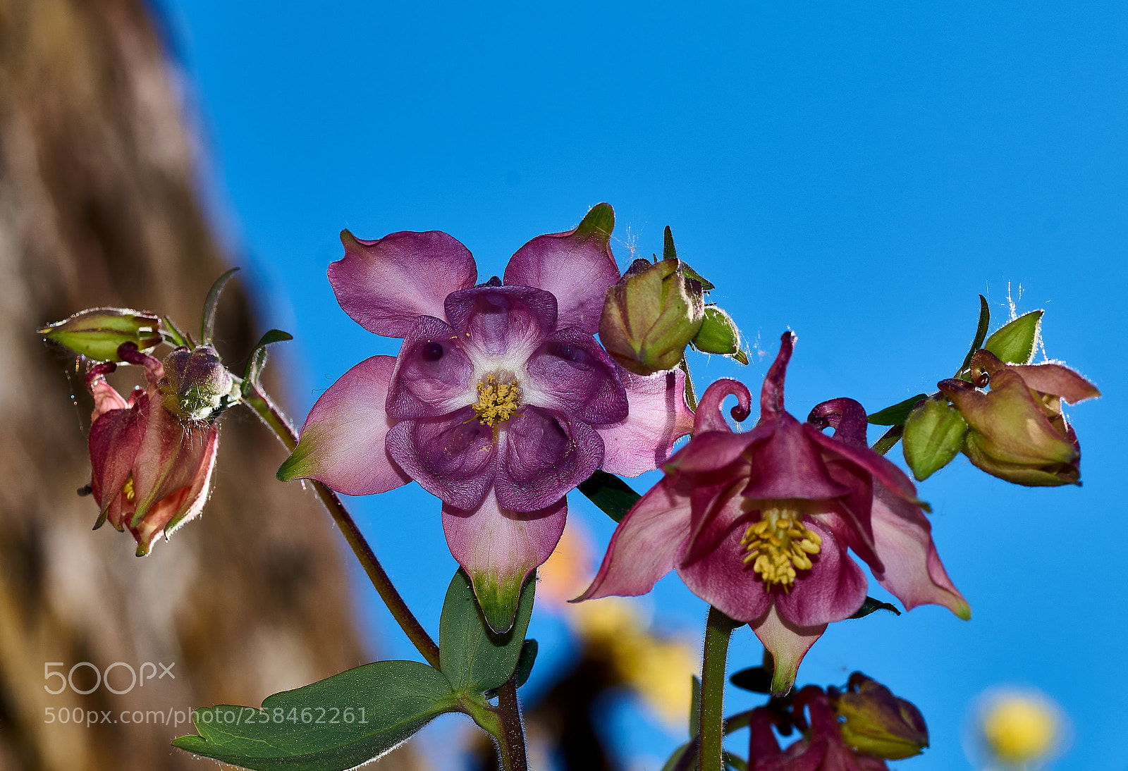 Sony SLT-A58 sample photo. Beautiful pink akelei photography