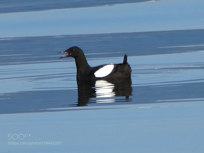 Panasonic Lumix DC-FZ80 (Lumix DC-FZ82) sample photo. Black guillemot photography