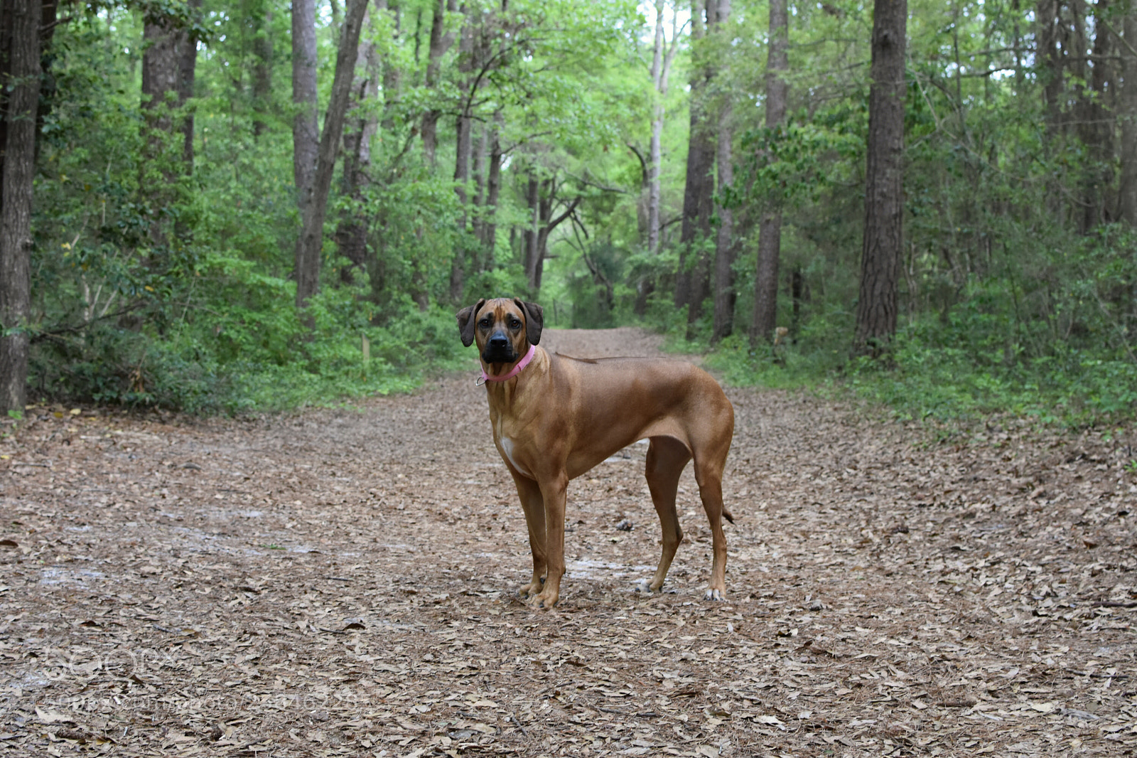 Nikon D3400 sample photo. Rhodesian ridgeback photography