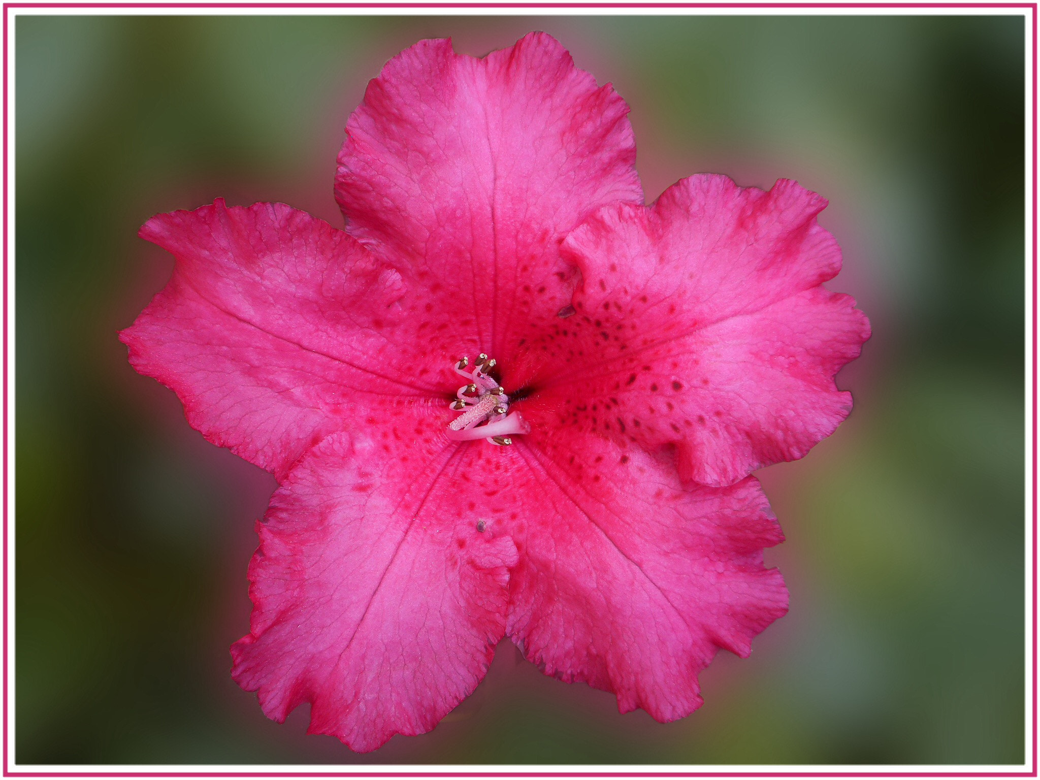 Nikon Coolpix S3700 sample photo. Fleur de rhododendron  photography