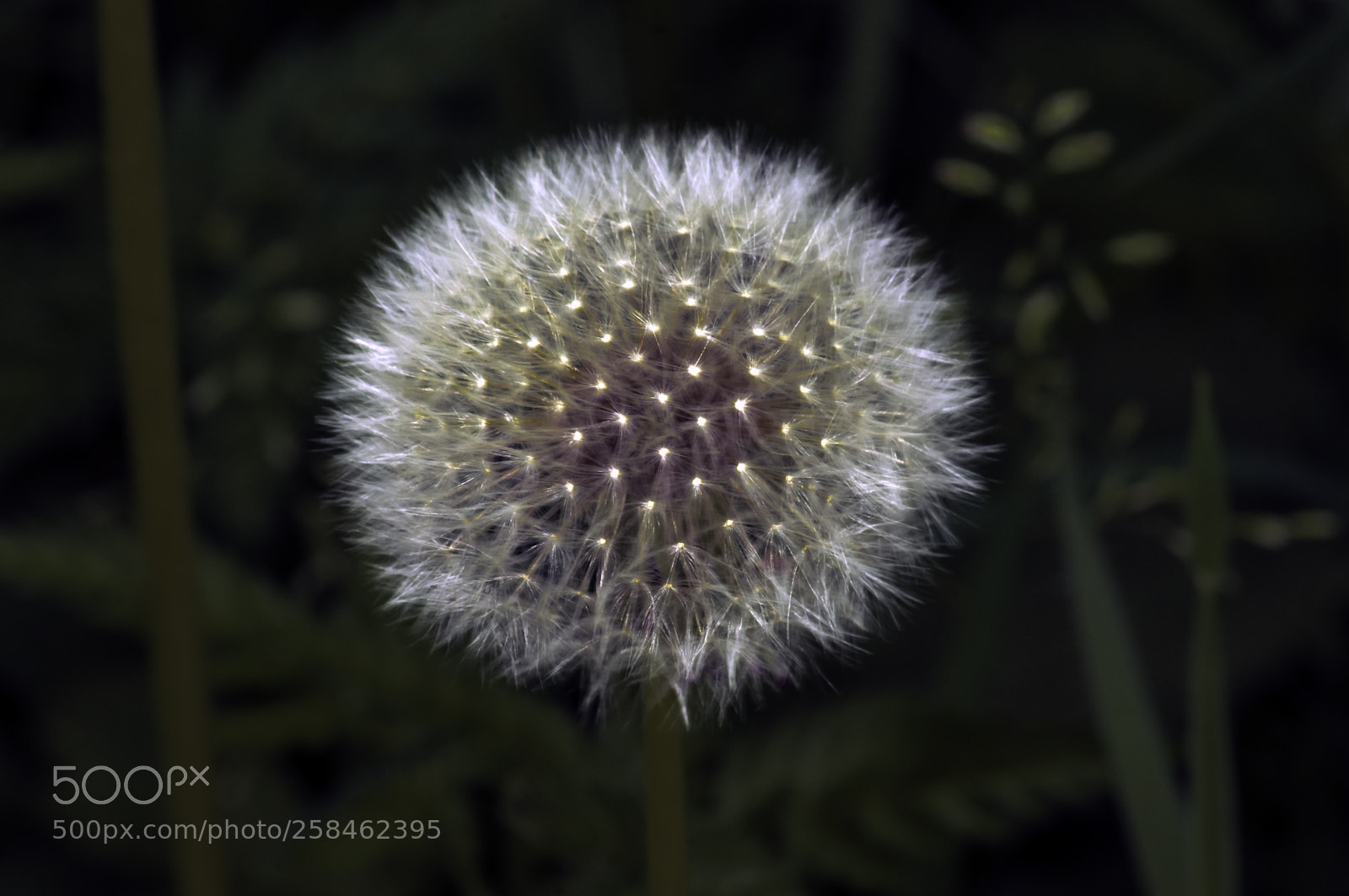Nikon D5000 sample photo. Flowerbol photography