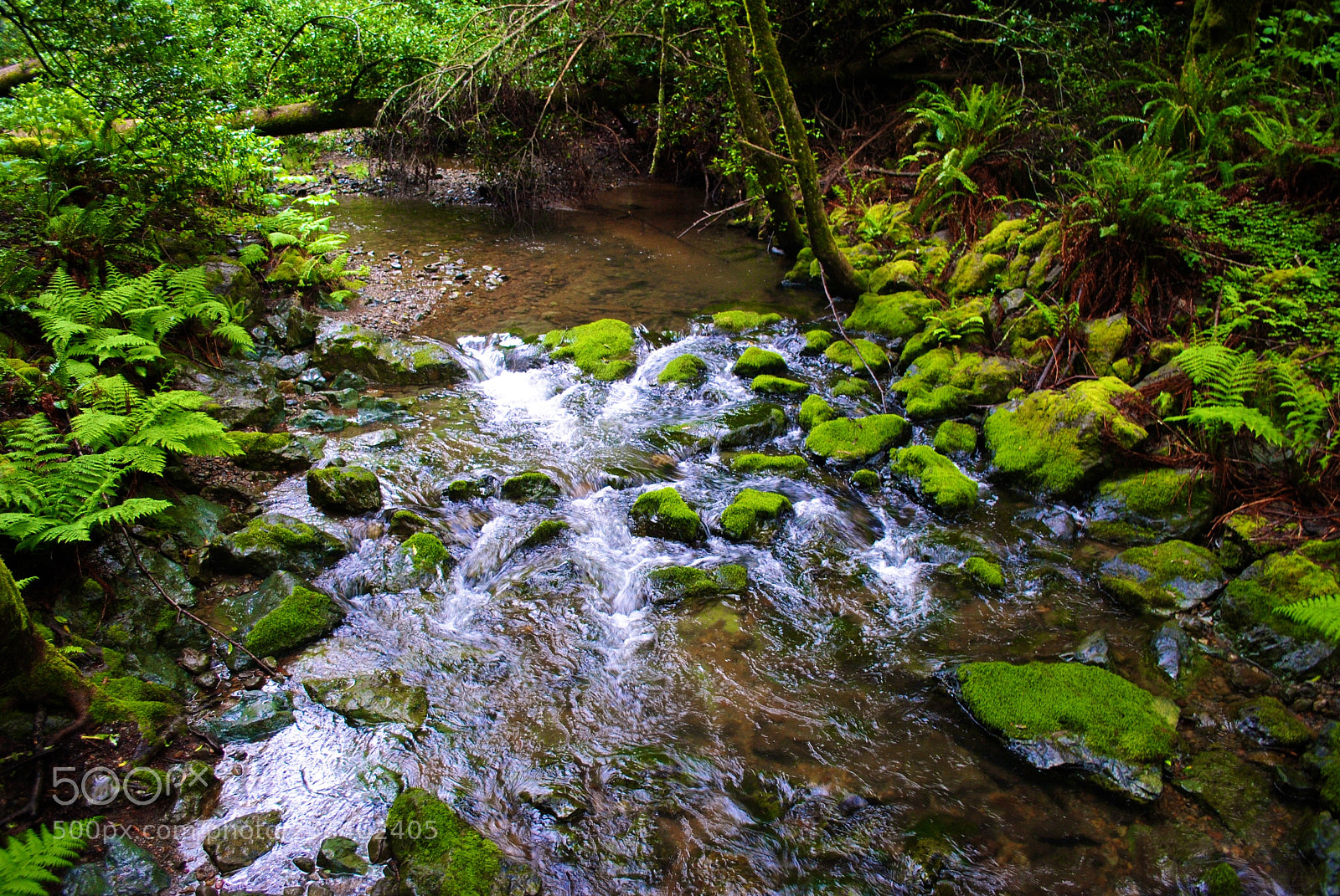 Nikon D3000 sample photo. Muir woods iii photography