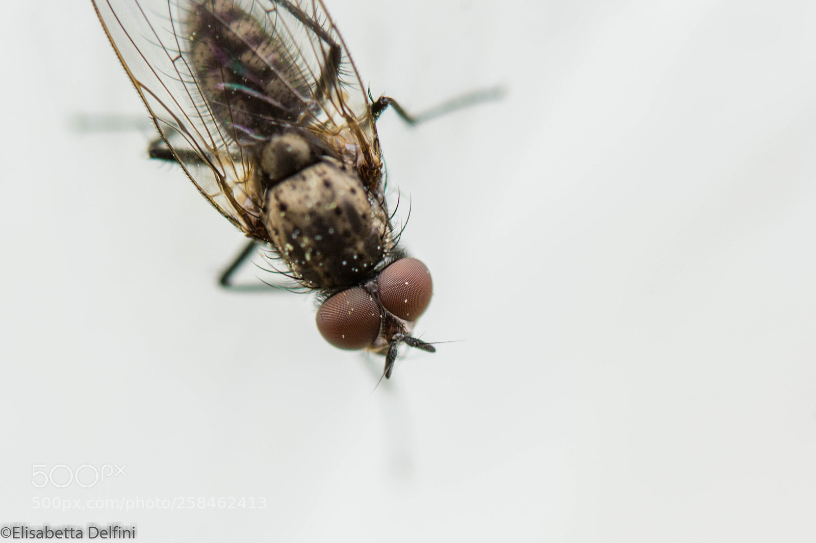 Nikon D5200 sample photo. The fly photography