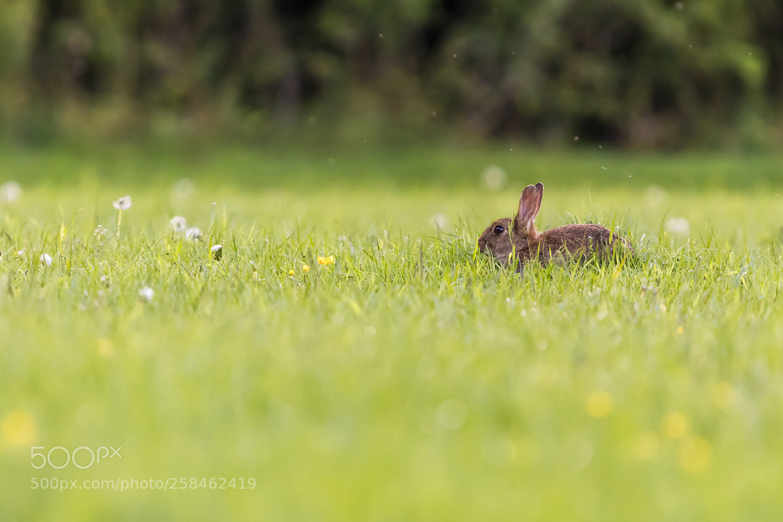 Canon EOS 80D sample photo. Meadow bunny photography