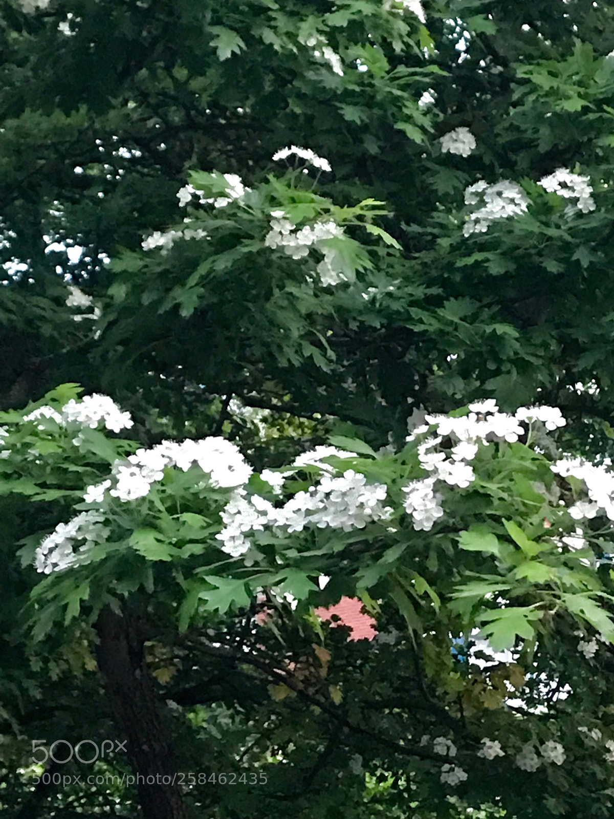 Apple iPhone 7 Plus sample photo. Untitled photography