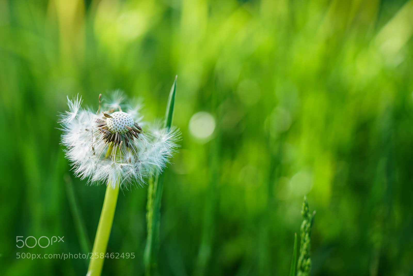 Sony a7R II sample photo. Pusteblume photography