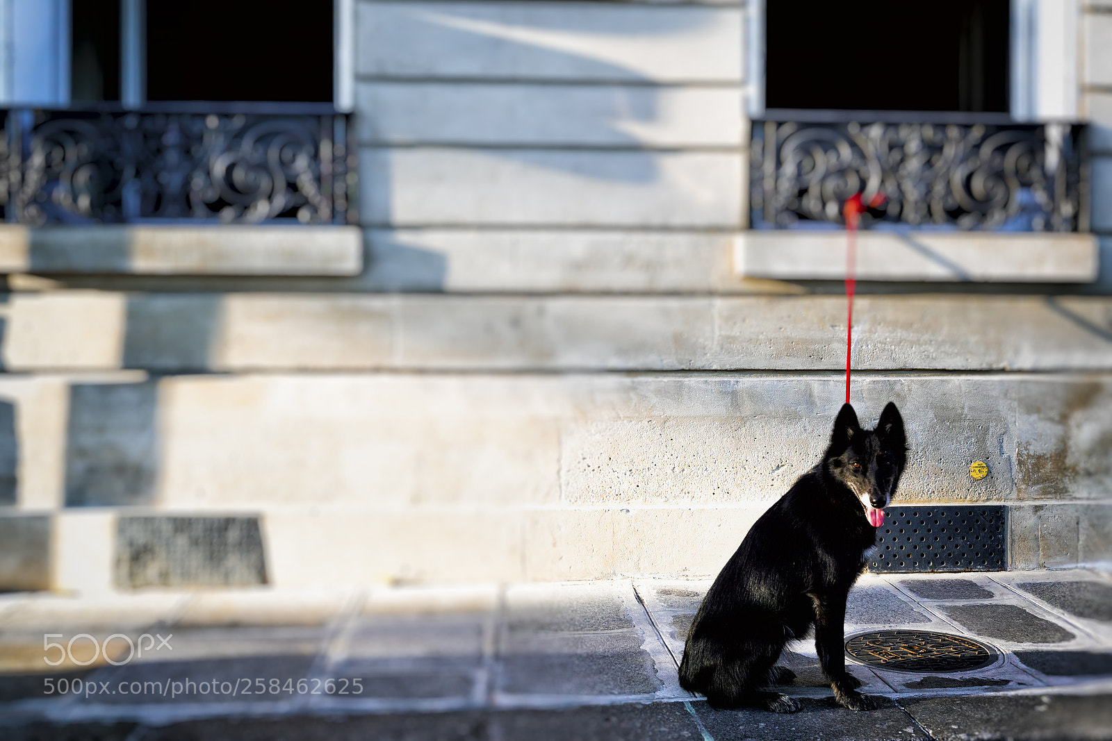 Canon EOS-1D X Mark II sample photo. Waiting photography
