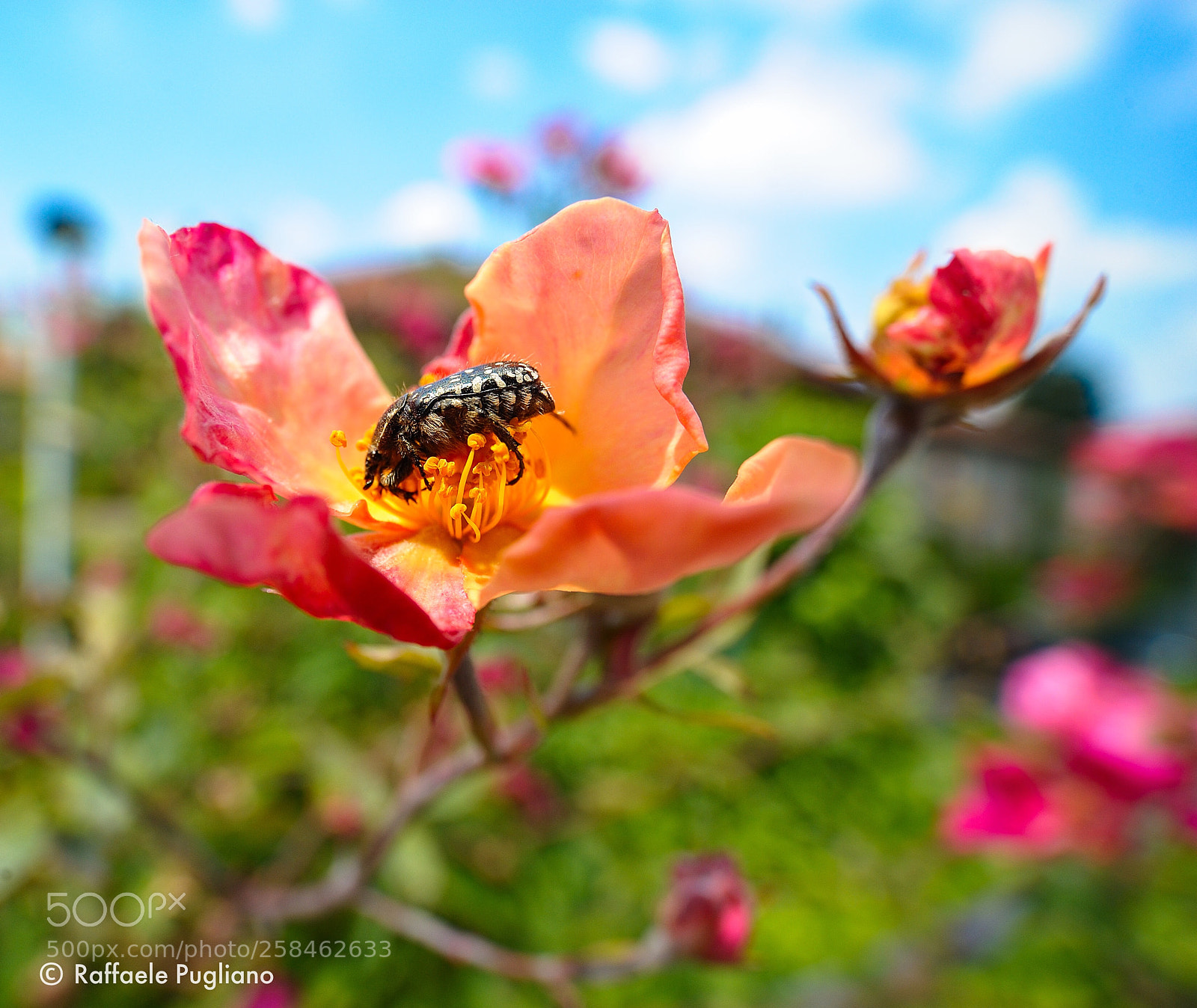Nikon D3 sample photo. Coleottero photography