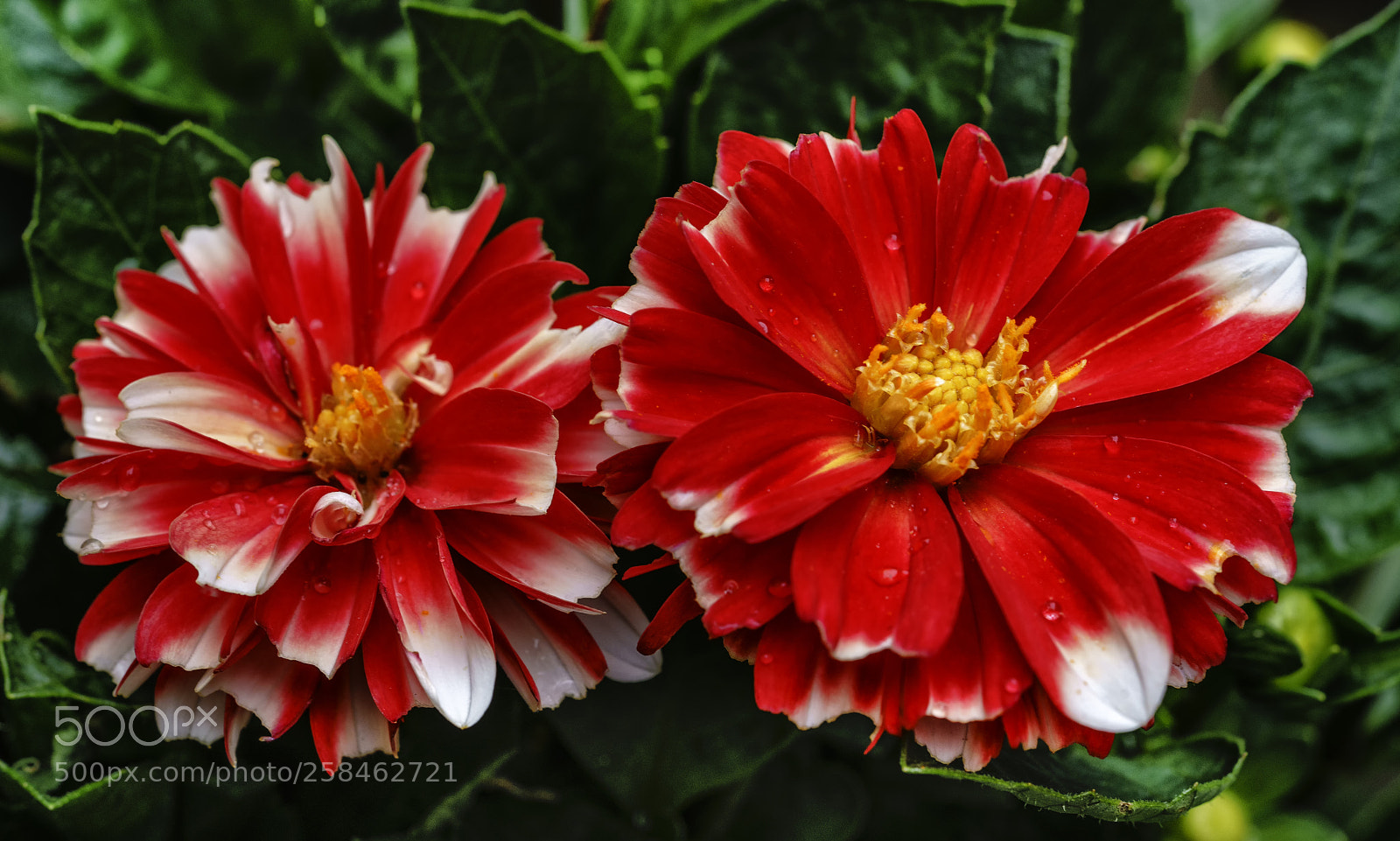 Sony a7R II sample photo. Beautiful twins.... photography