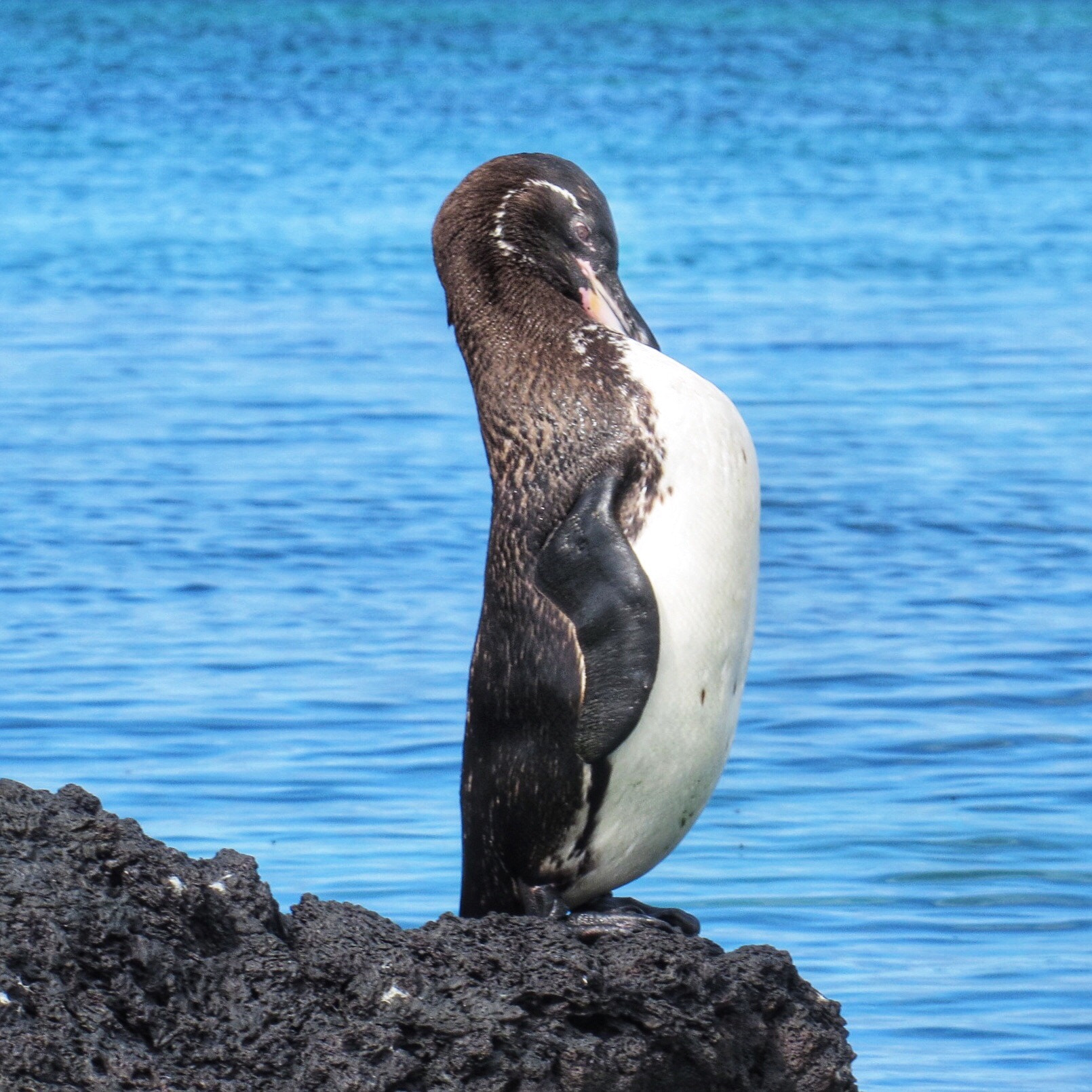 Canon PowerShot SX280 HS sample photo. Proud penguin  photography