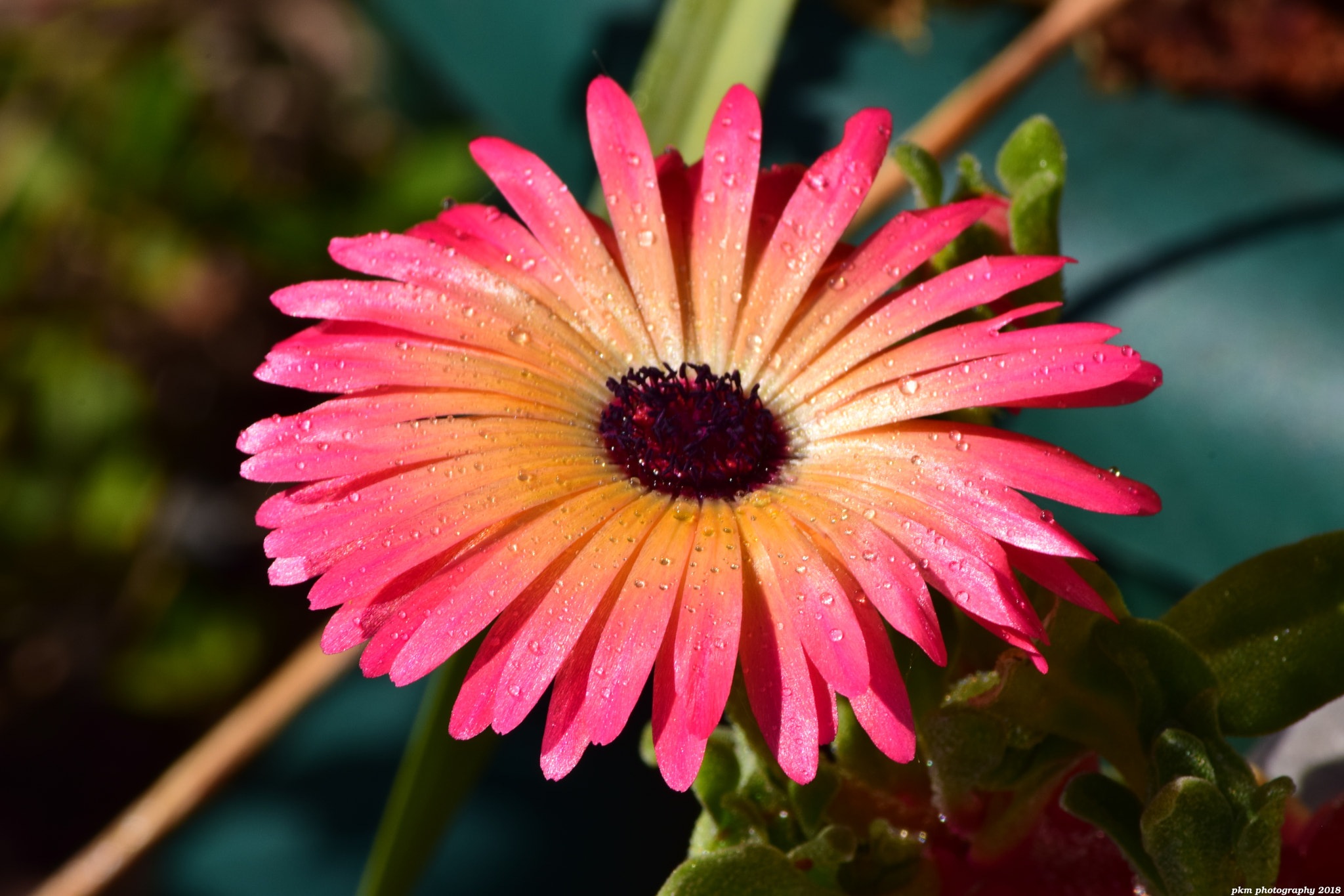Nikon D3300 sample photo. Mesembryanthemum photography