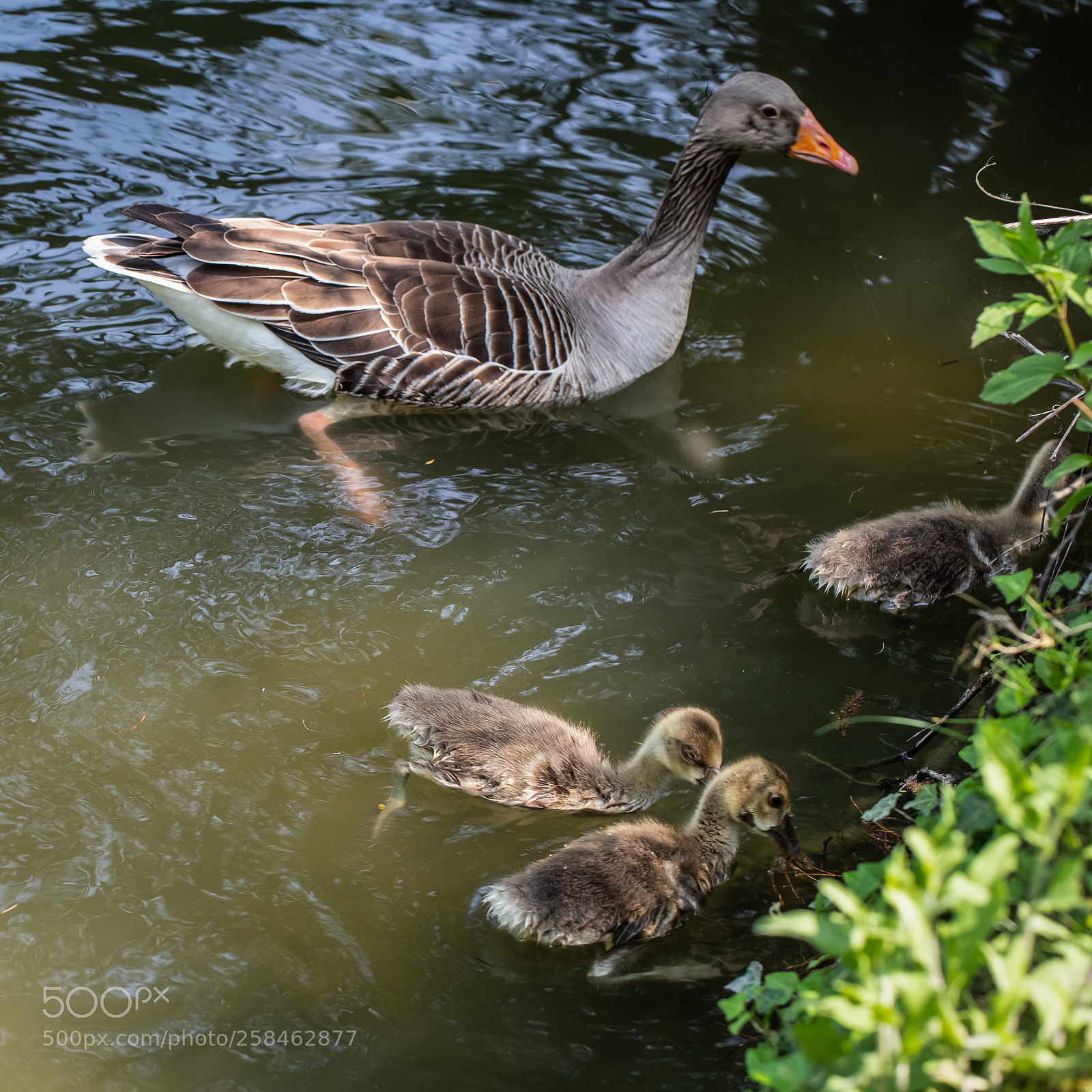 Canon EOS 6D sample photo. Quick, hide yourself ! photography