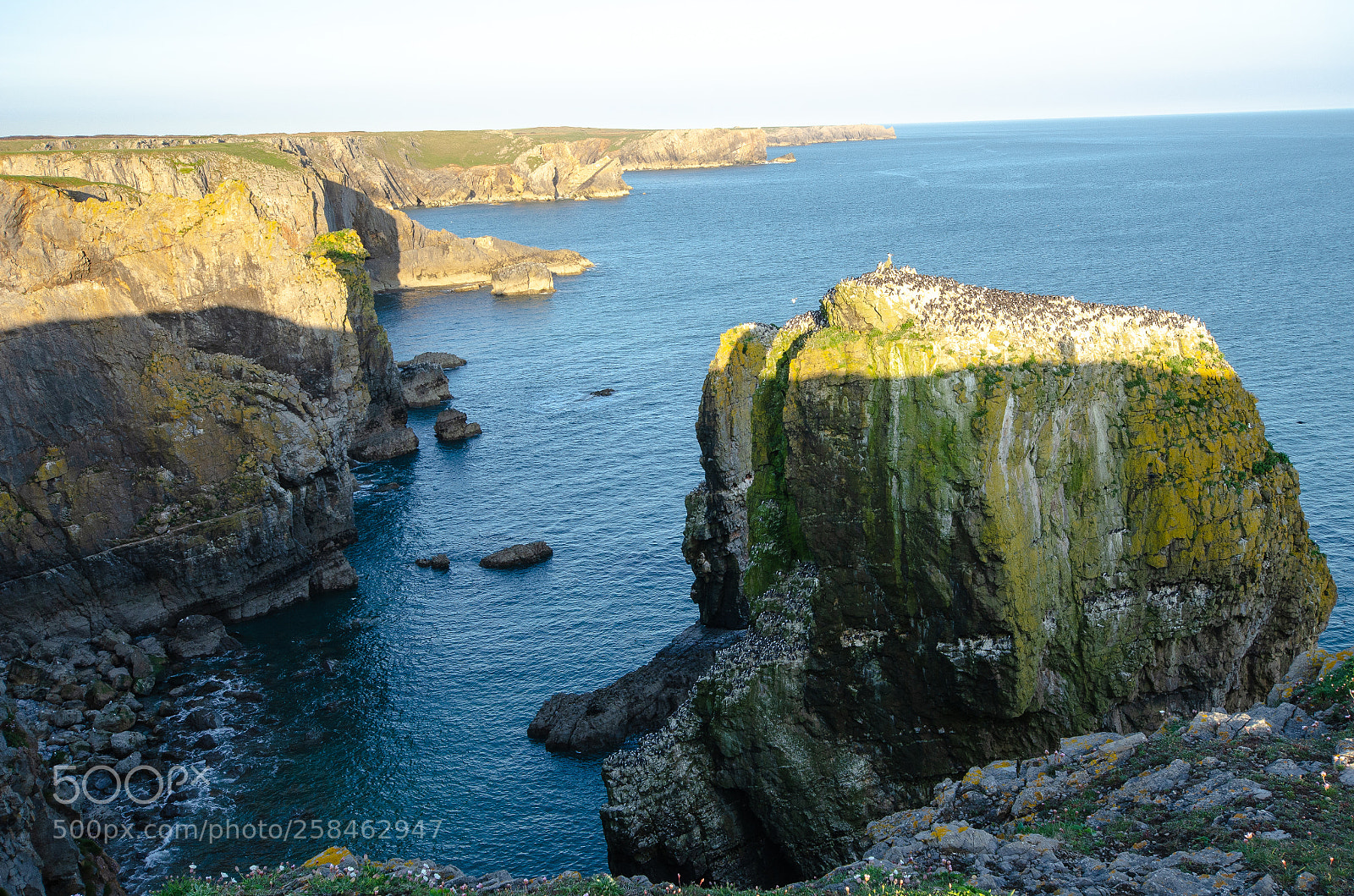 Nikon D7000 sample photo. Sea bird rock photography