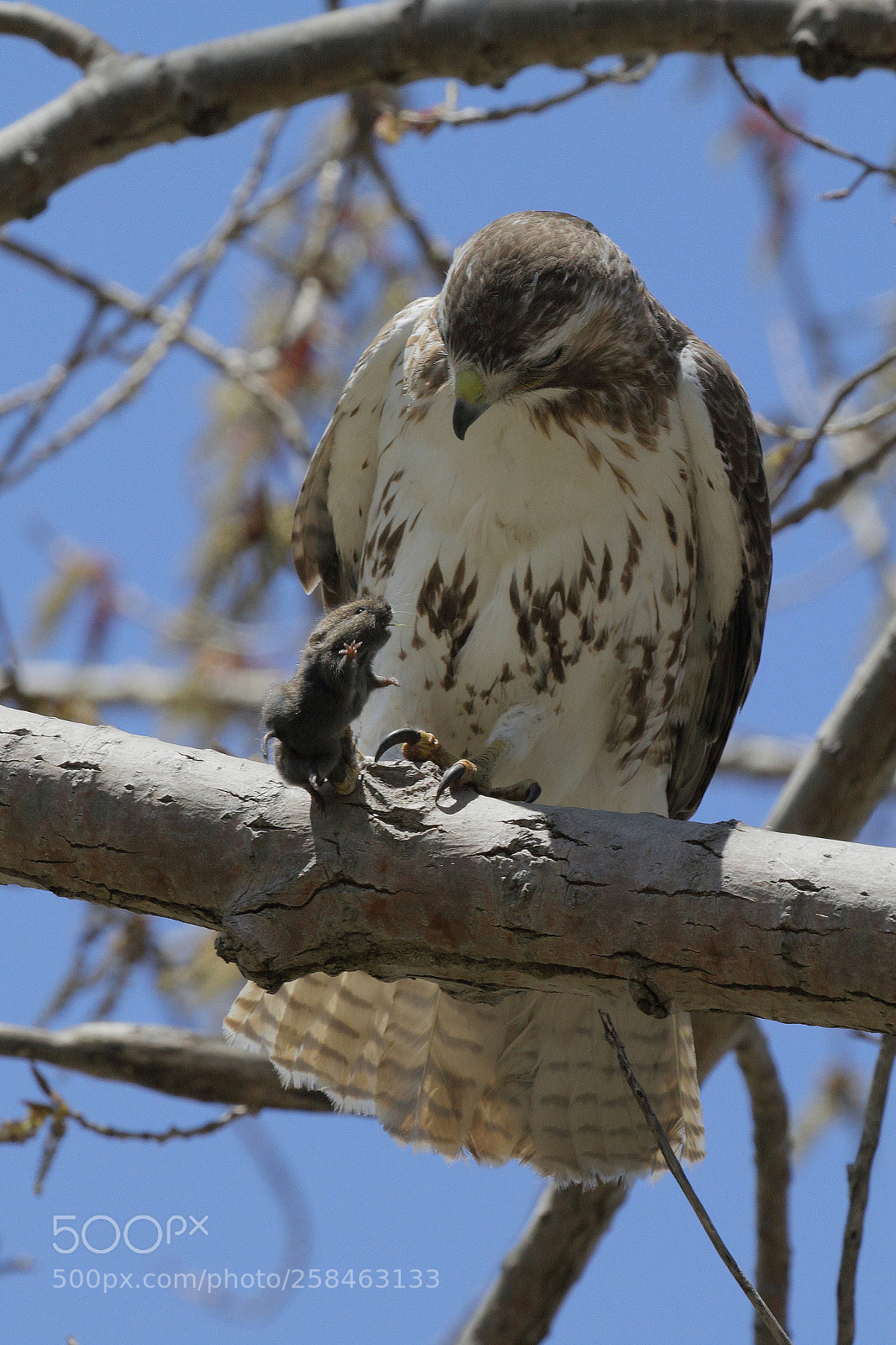 Canon EOS 7D sample photo. Red-tailed hawk juvenile and photography