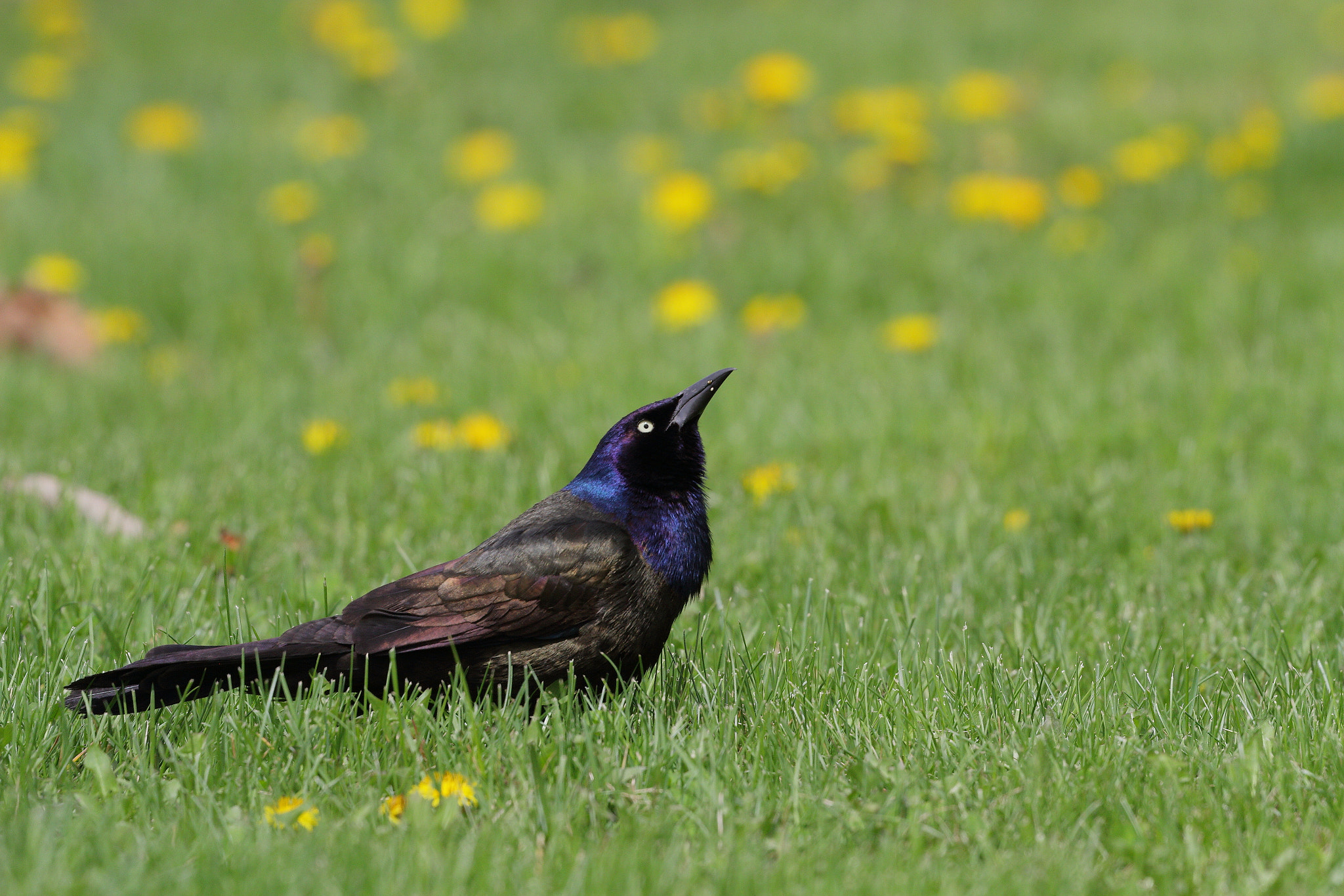 Canon EOS 7D + Canon EF 100-400mm F4.5-5.6L IS II USM sample photo. Great tailed grackle photography