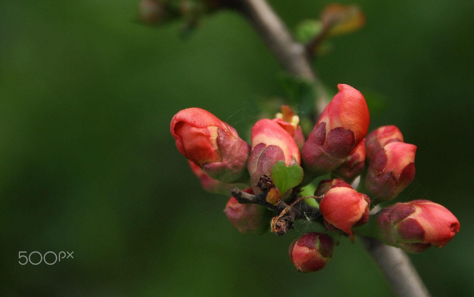 Canon EOS 1000D (EOS Digital Rebel XS / EOS Kiss F) sample photo. Buds of japanese quince photography