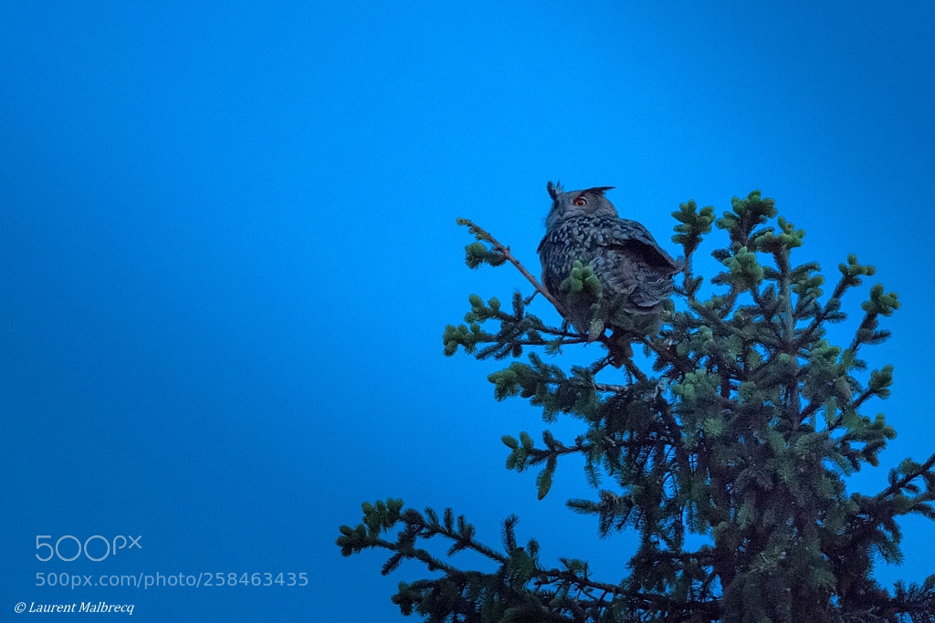 Nikon D810 sample photo. Grand duc photography