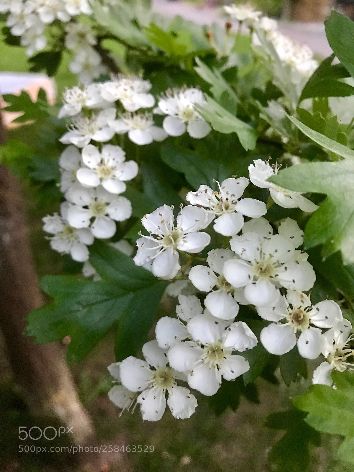Apple iPhone 7 Plus sample photo. Som flowers where i photography