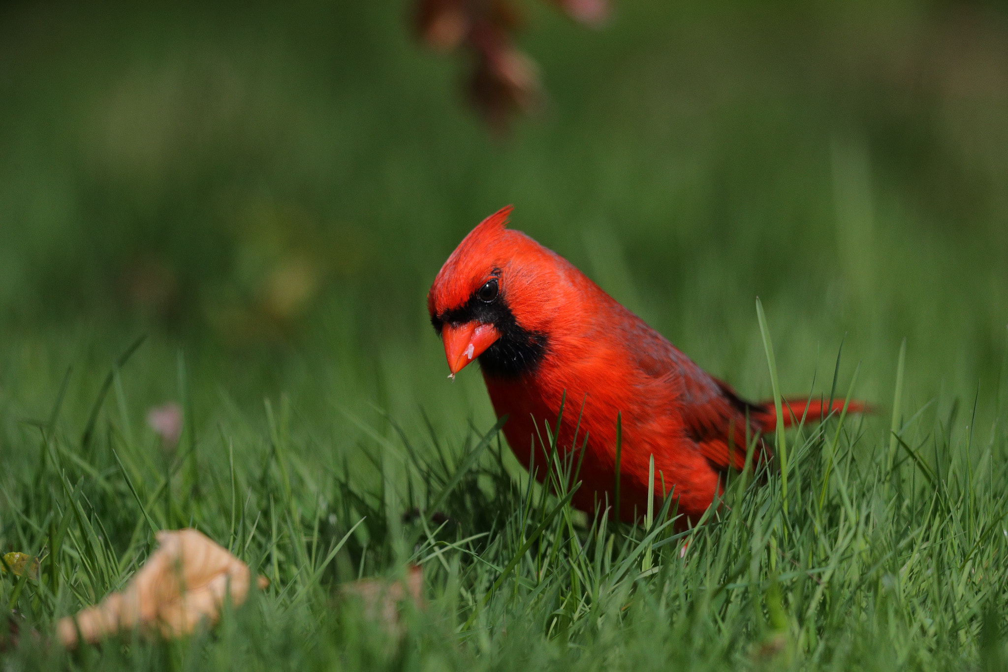 Canon EF 600mm F4L IS II USM sample photo. Bfi photography