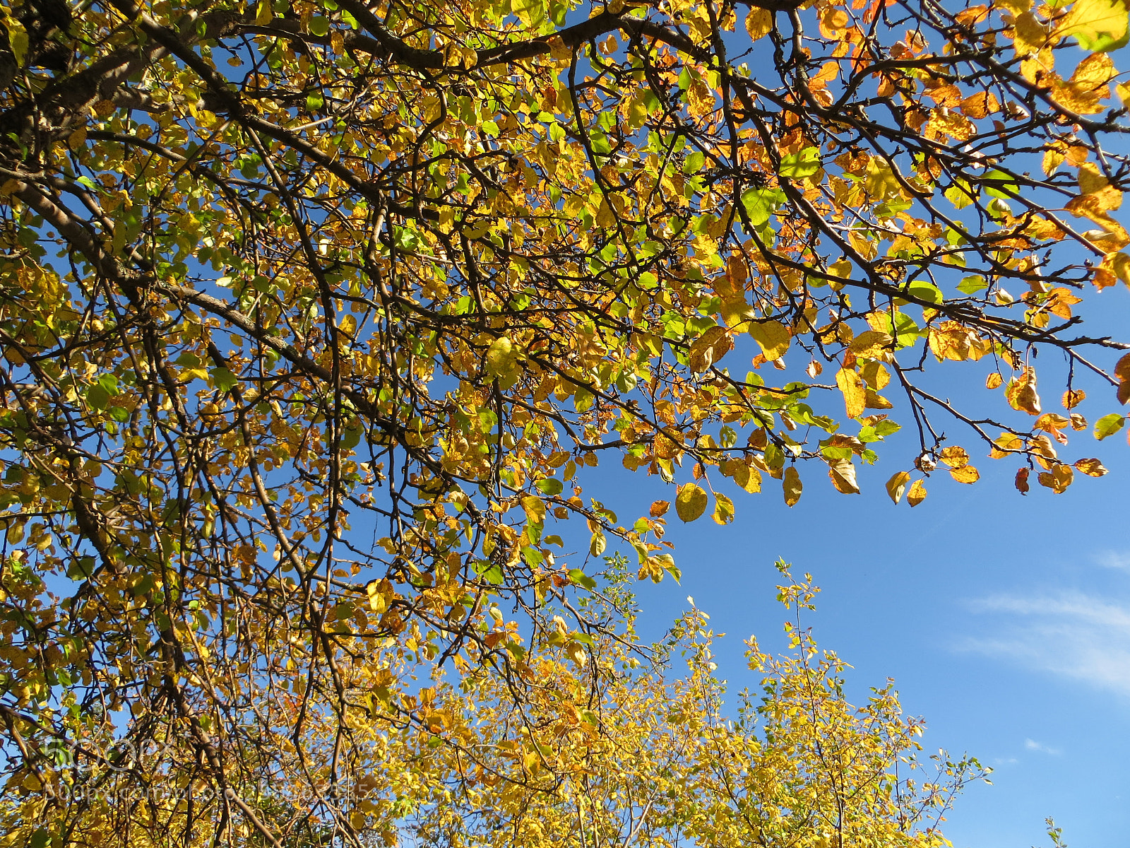 Canon PowerShot SX240 HS sample photo. Autumn... photography
