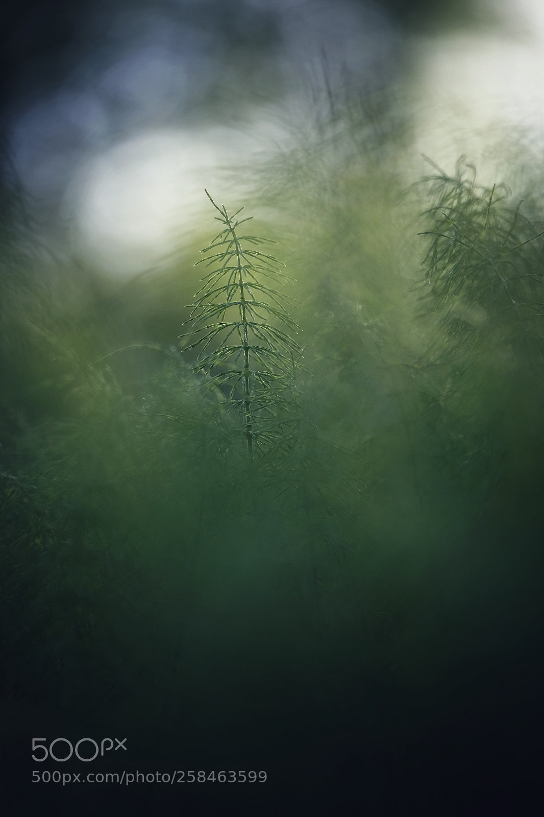 Fujifilm X-T1 sample photo. Dreaming photography