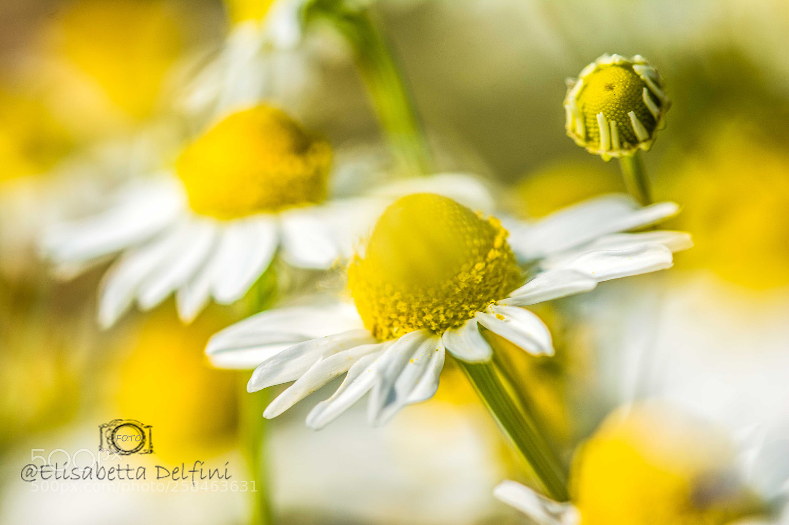 Nikon D5200 sample photo. Margherita photography