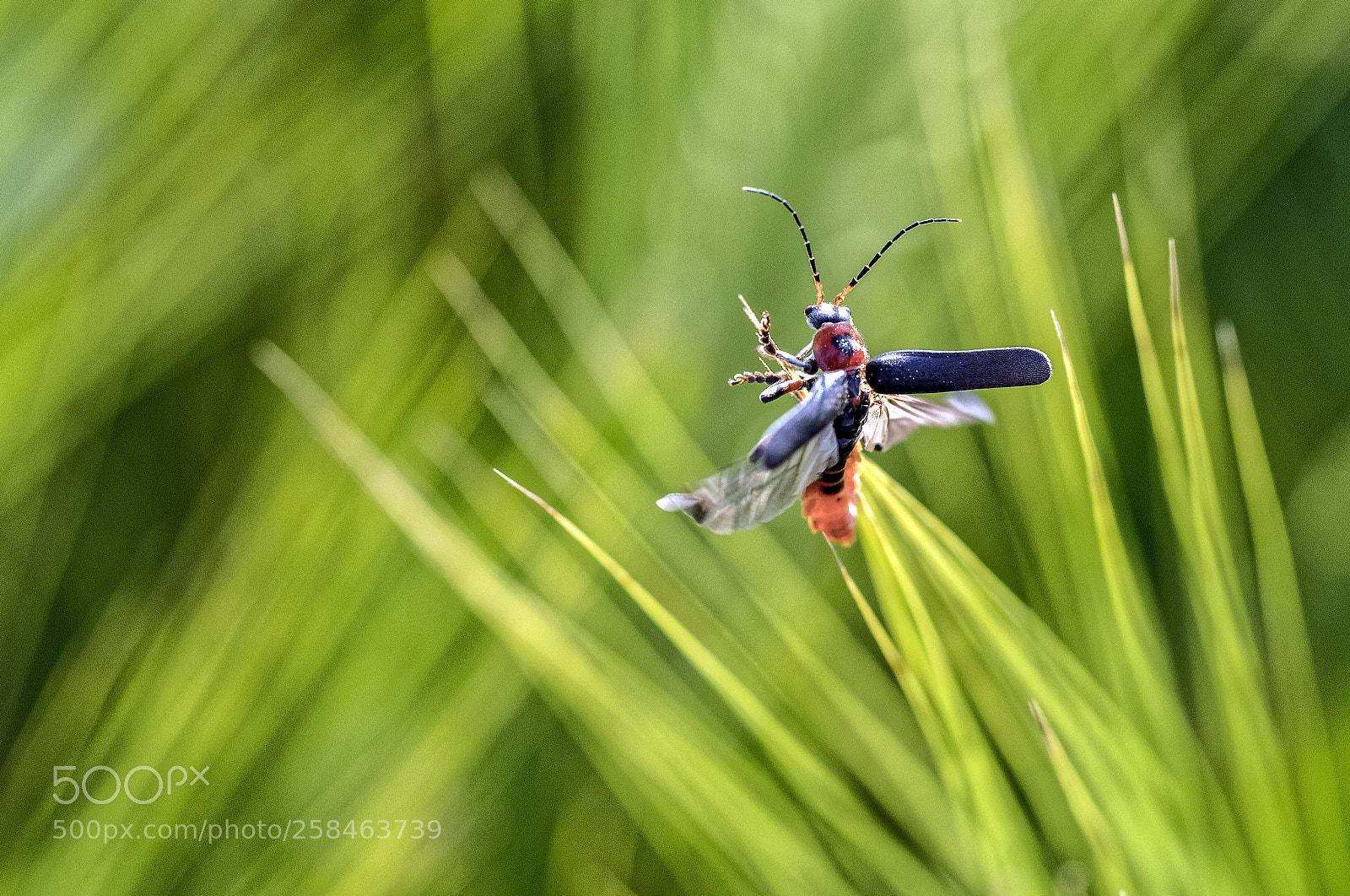Canon EOS 6D Mark II sample photo. Complexity of flight photography