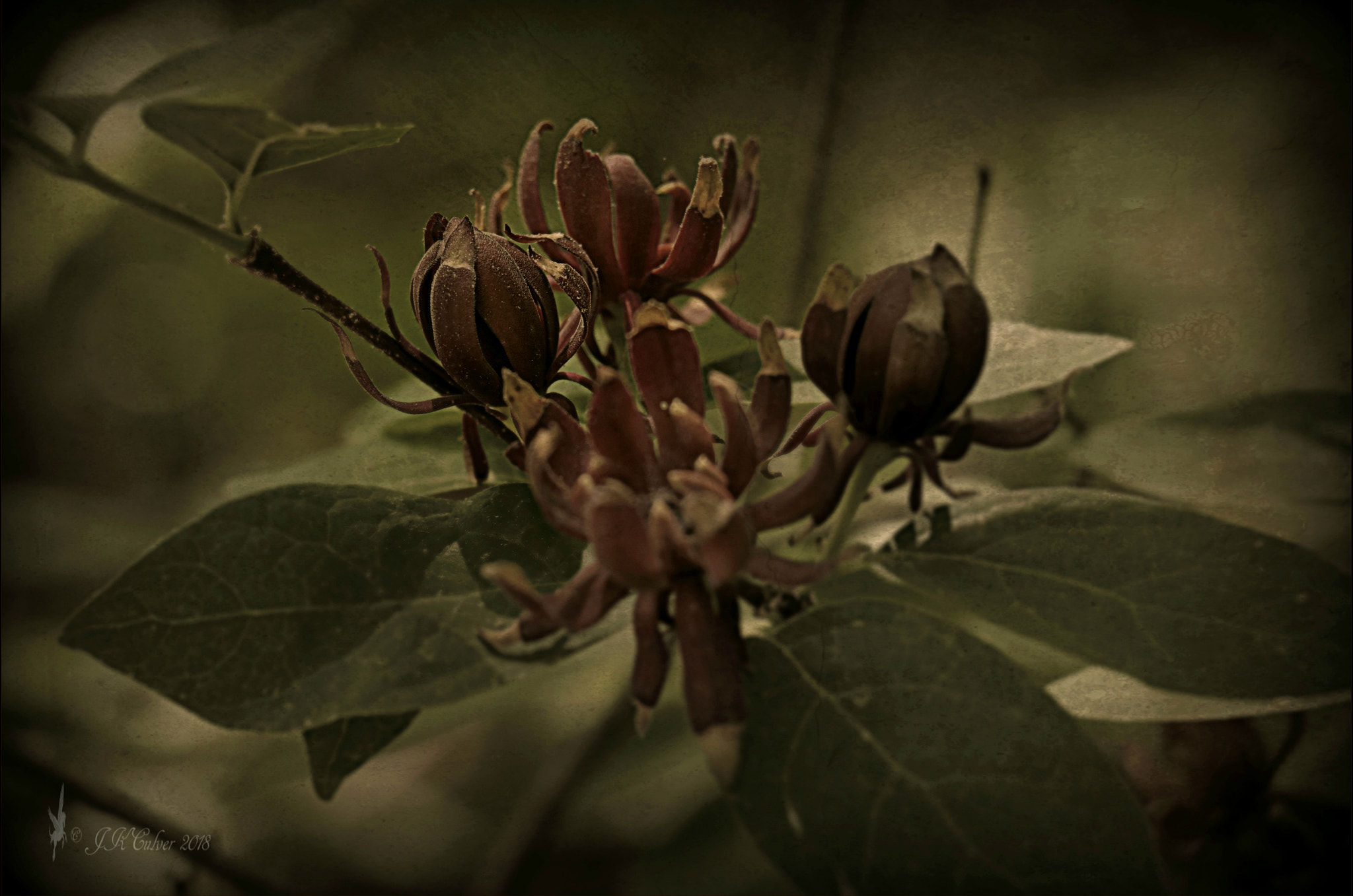 Canon EOS 77D (EOS 9000D / EOS 770D) sample photo. Allspice art photography