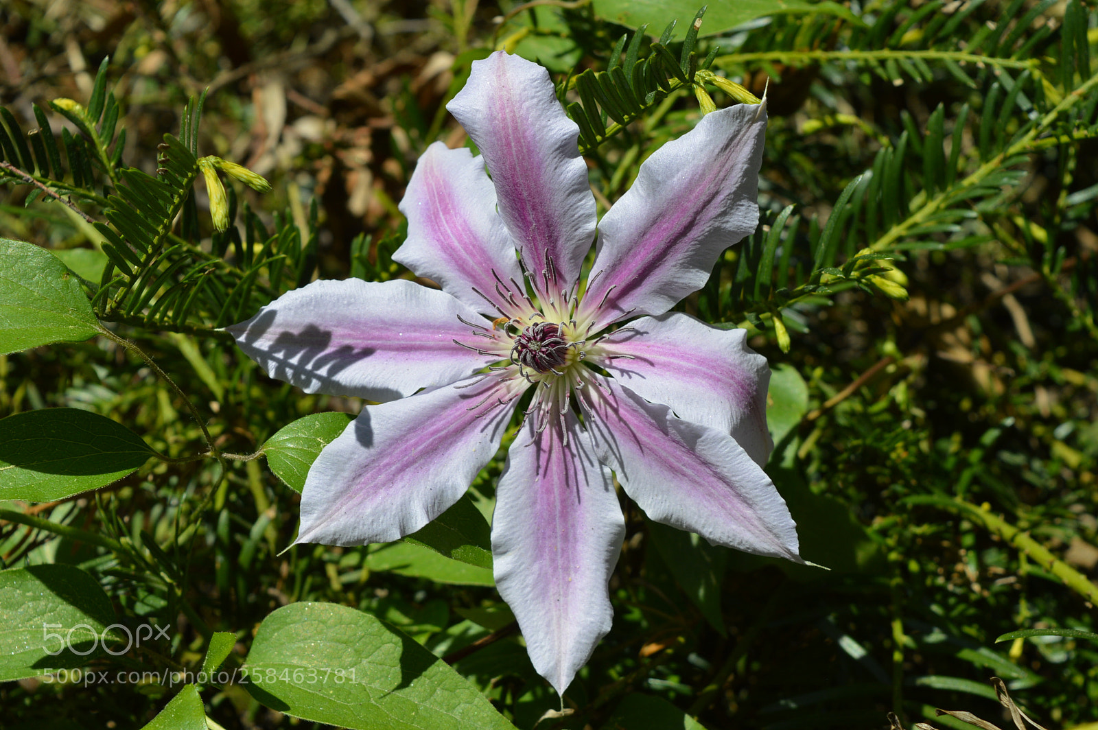 Nikon D3200 sample photo. Pink star photography